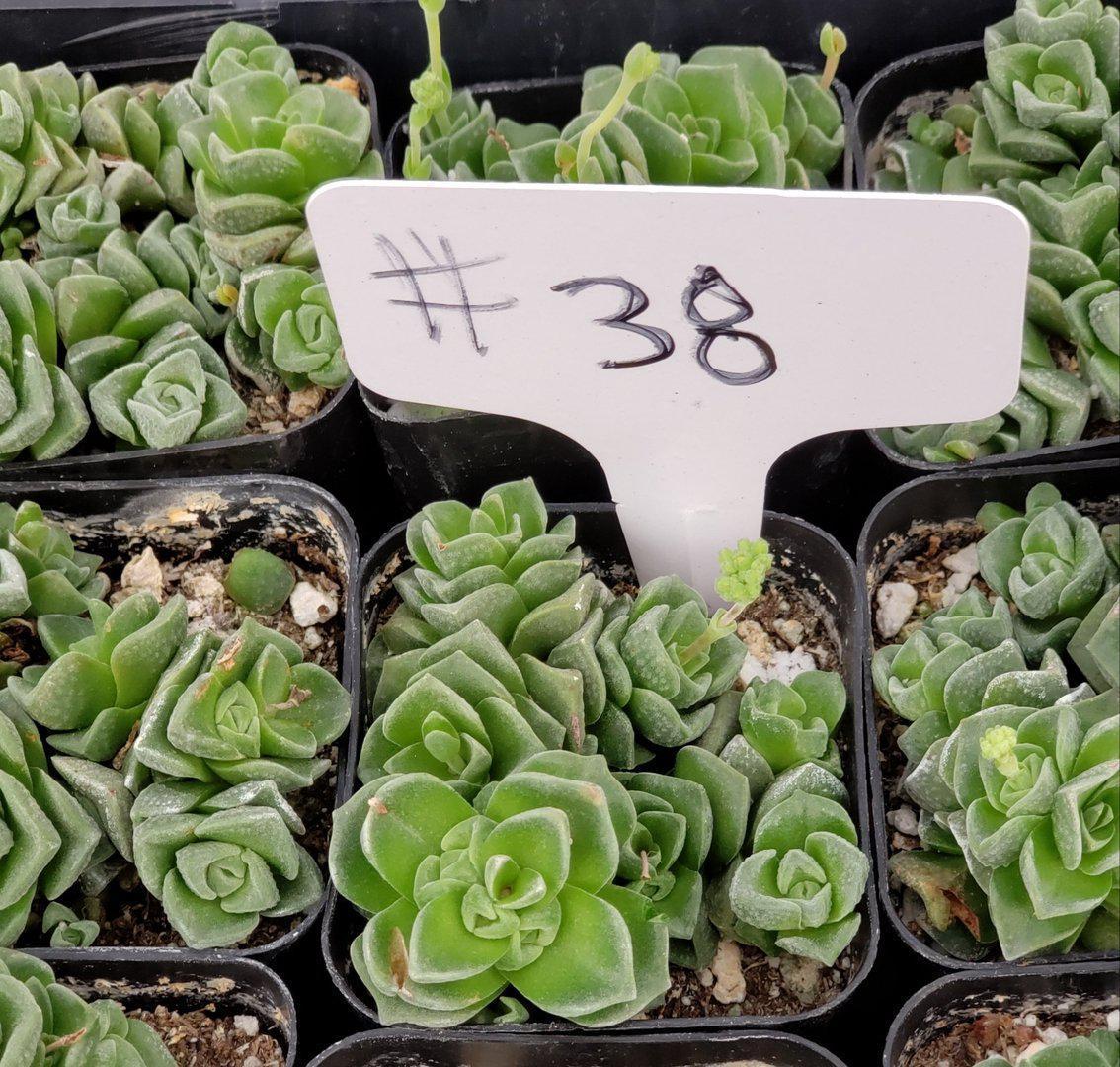 #38 Crassula Dorothy