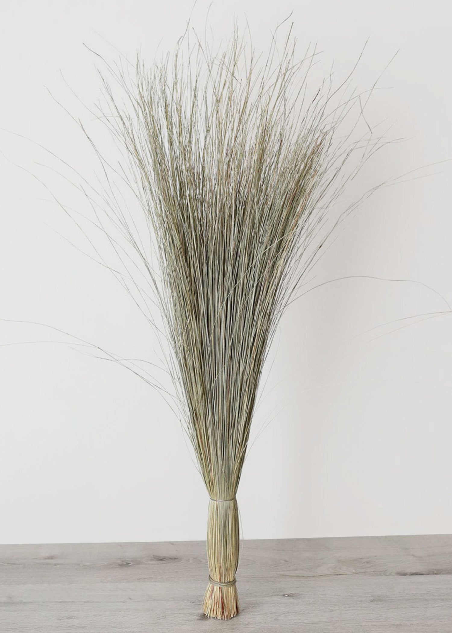 Preserved Coastal Dune Grass - 36