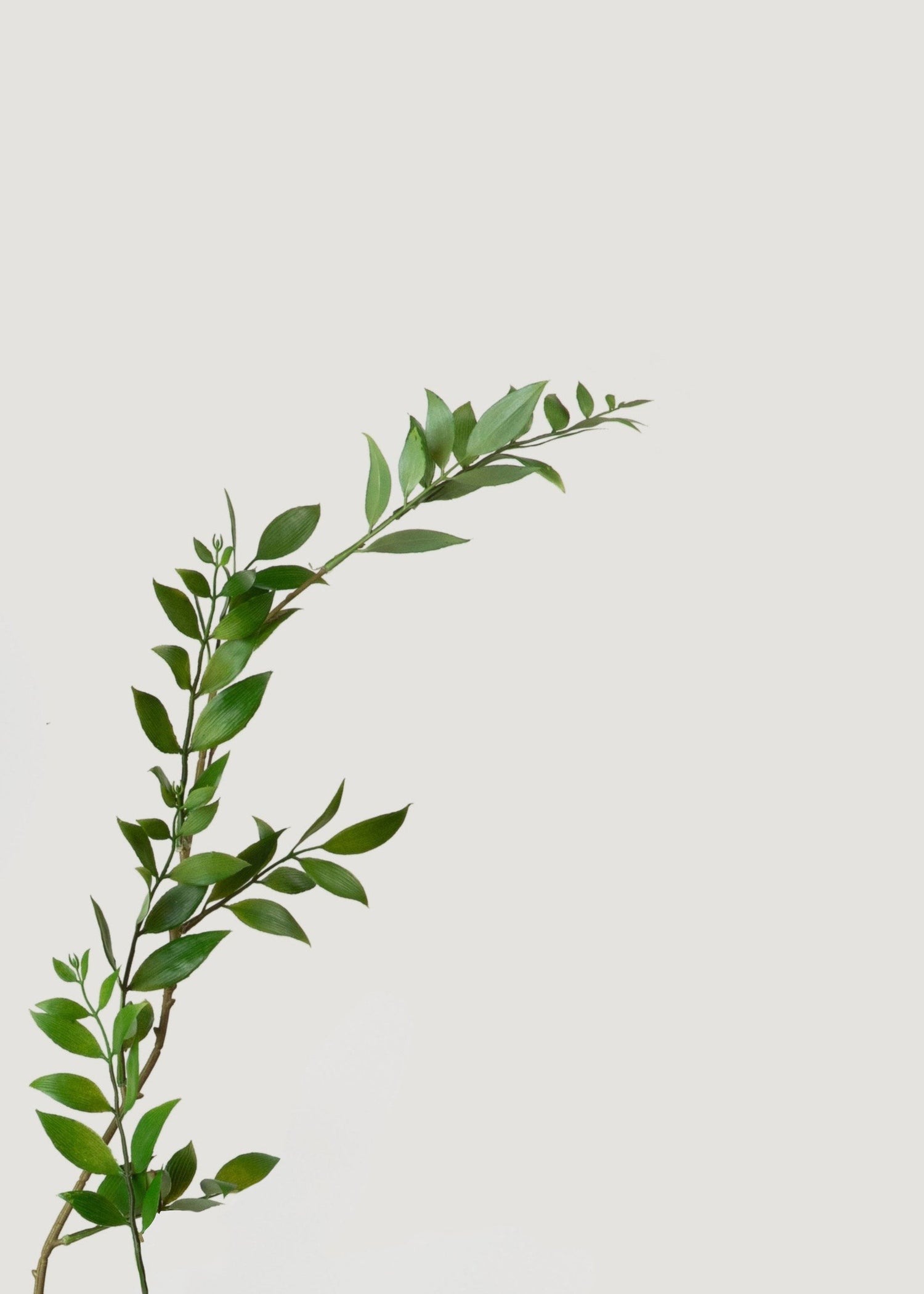 Tall Artificial Broadleaf Podocarpus Branch - 55