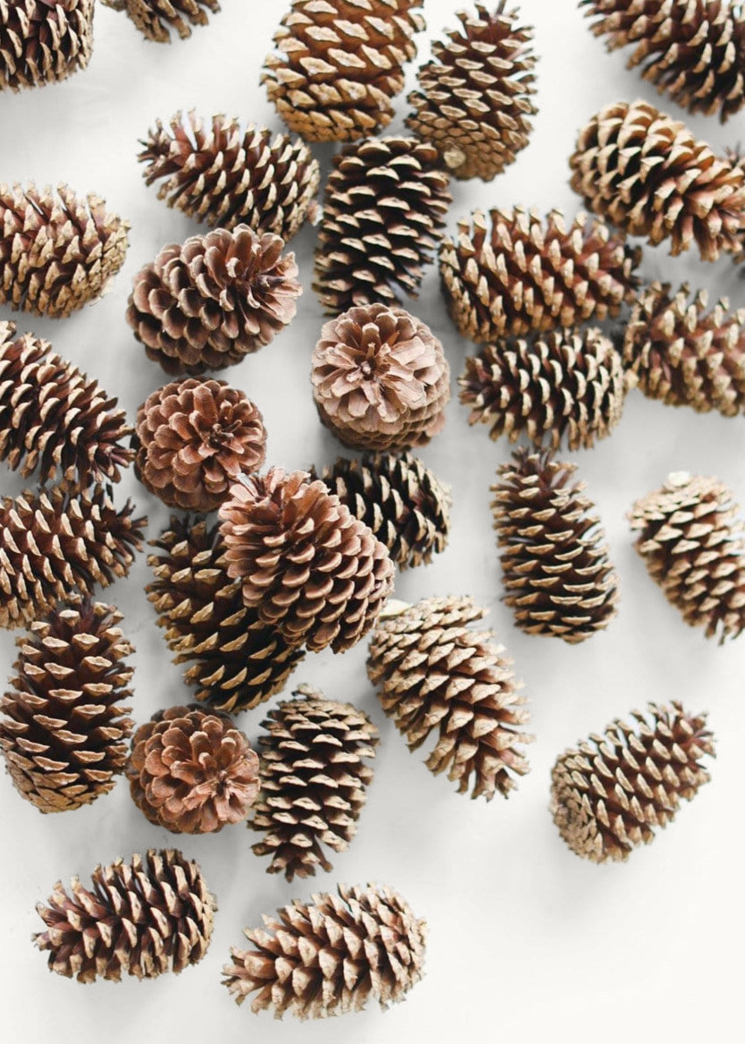 Box of 100 Natural Pine Cones - 2-6