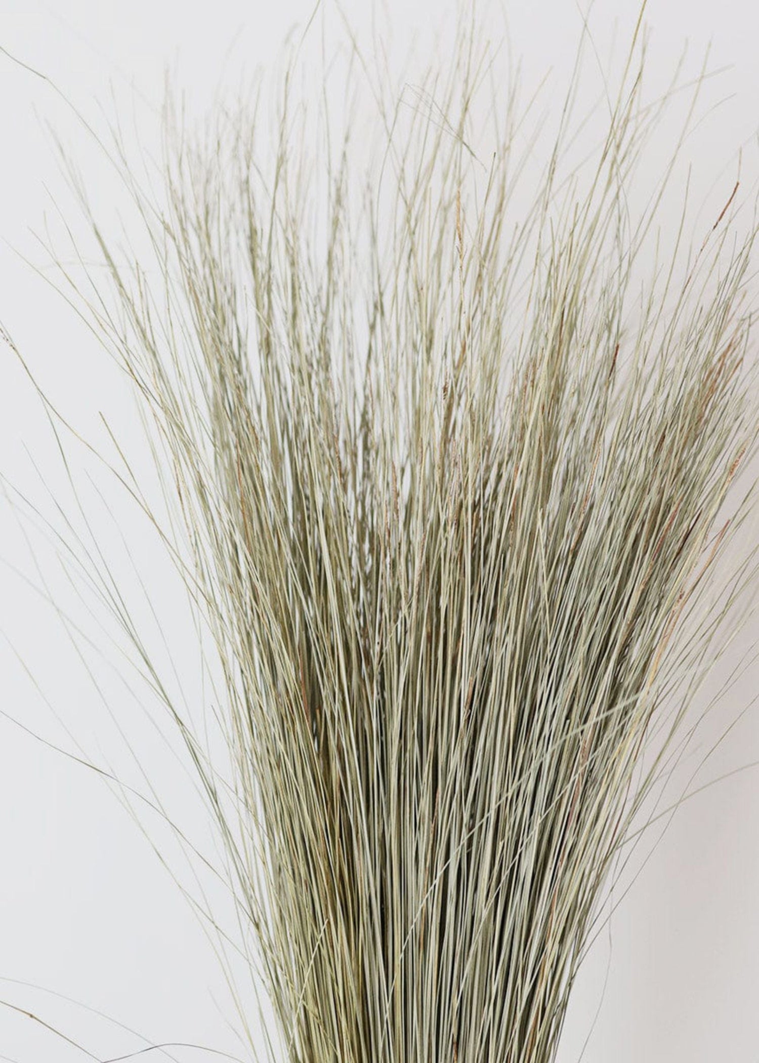 Preserved Coastal Dune Grass - 36