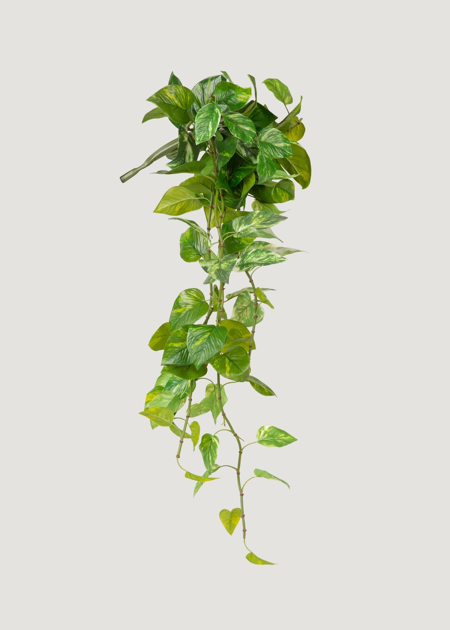 Natural Touch Variegated Pothos - Fake Hanging Plant - 27
