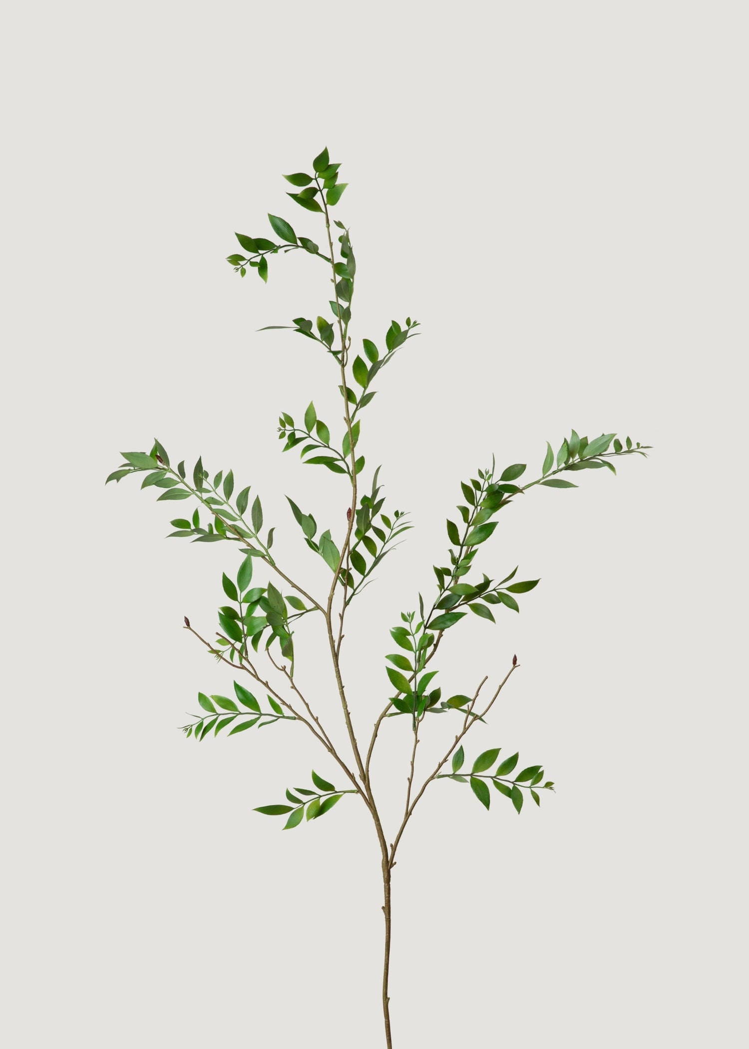 Tall Artificial Broadleaf Podocarpus Branch - 55