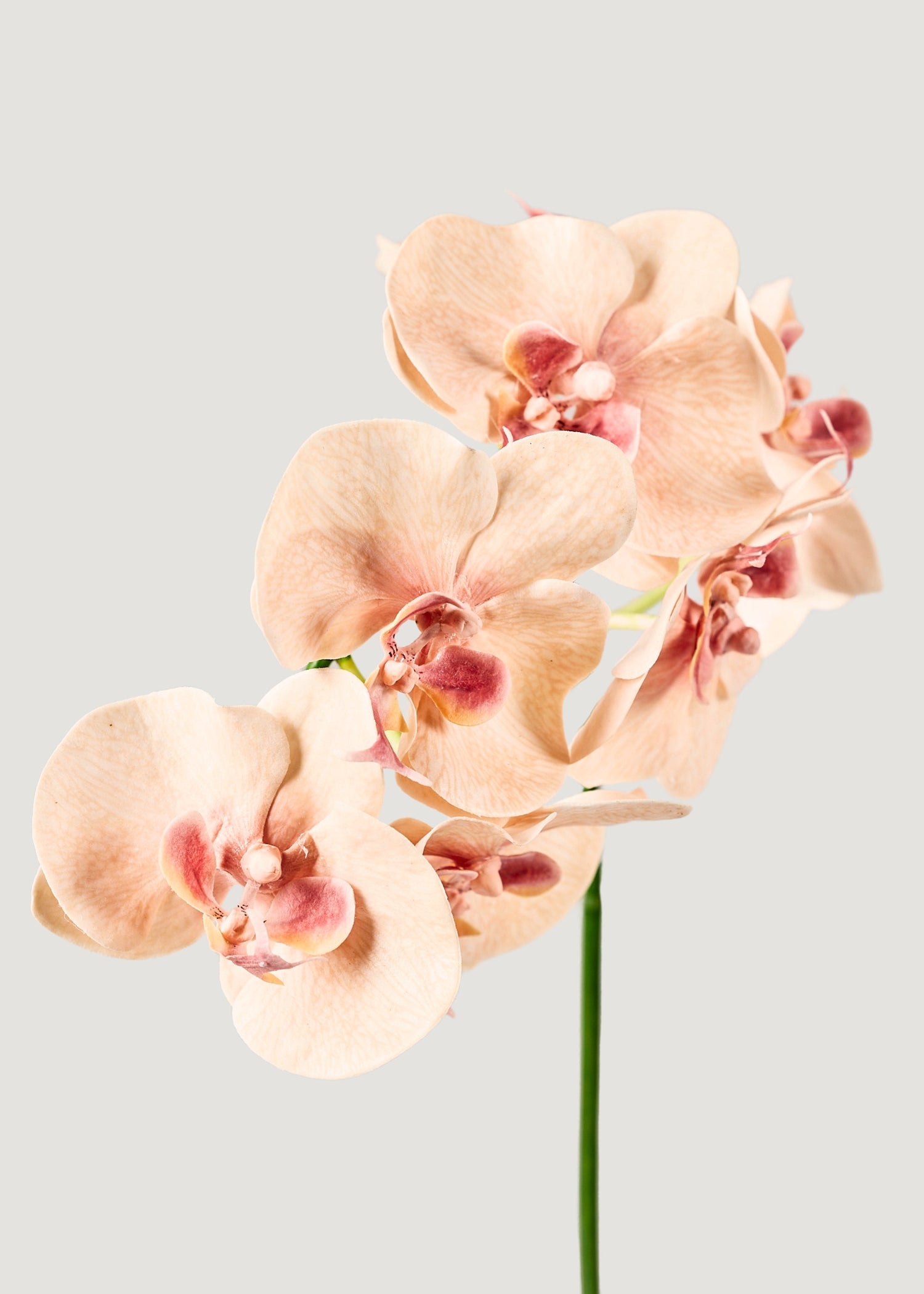 Fake Blooming Phalaenopsis Orchids in Peach Pink - 40