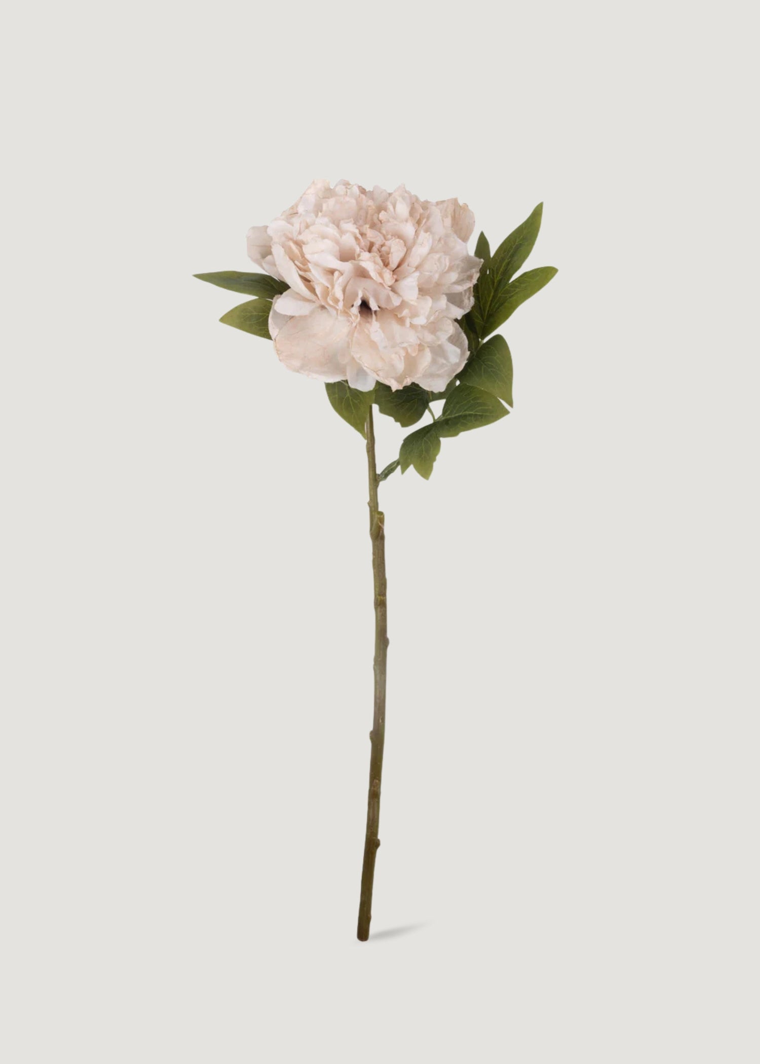 Abigail Ahern Beige Blush Artificial Peony Flower - 17.5