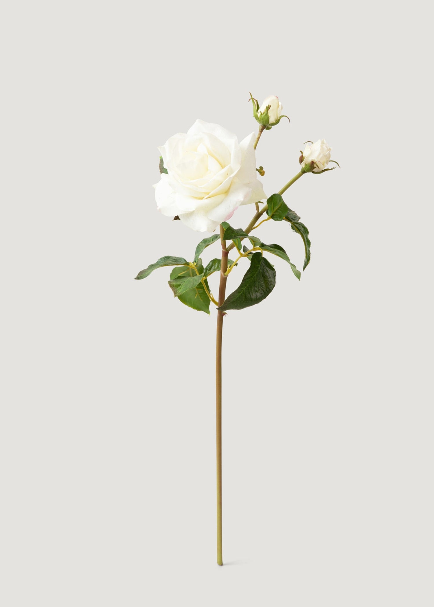 SAVE - Cream White Real Touch Juliet English Rose - 22