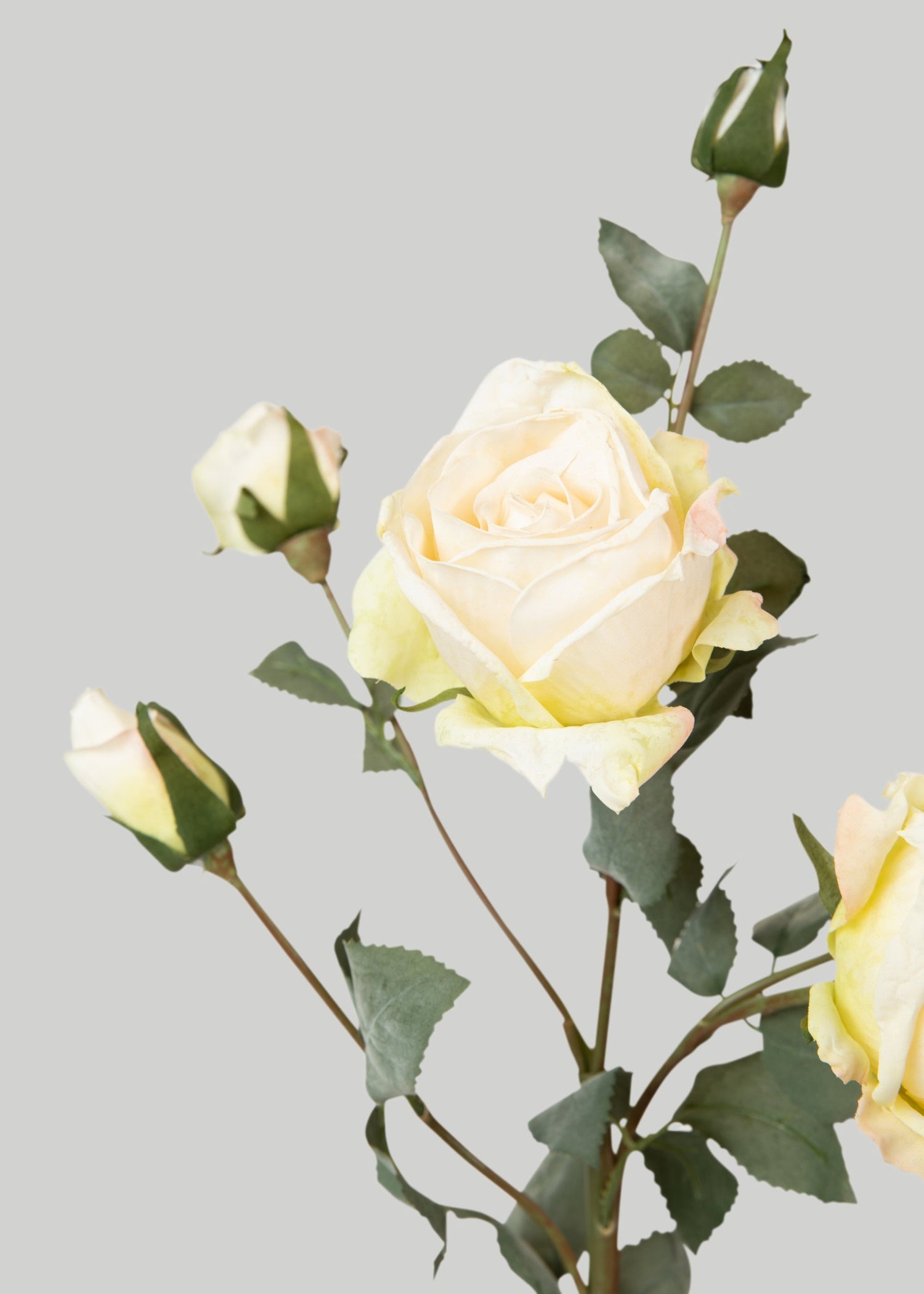 Artificial Roses in Cream - 27.5