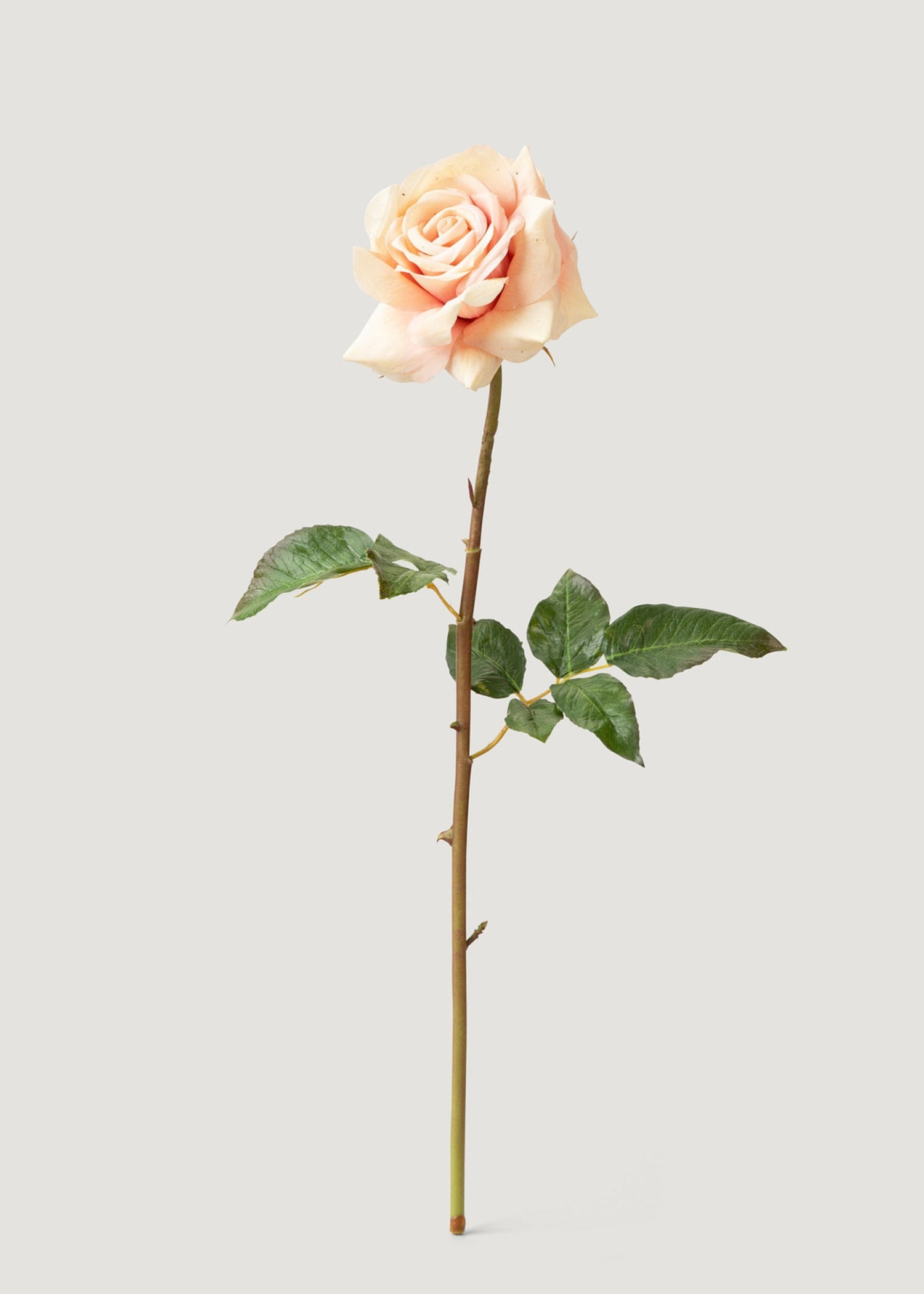 Real Touch Artificial Duchess Rose in Peach Dust- 20