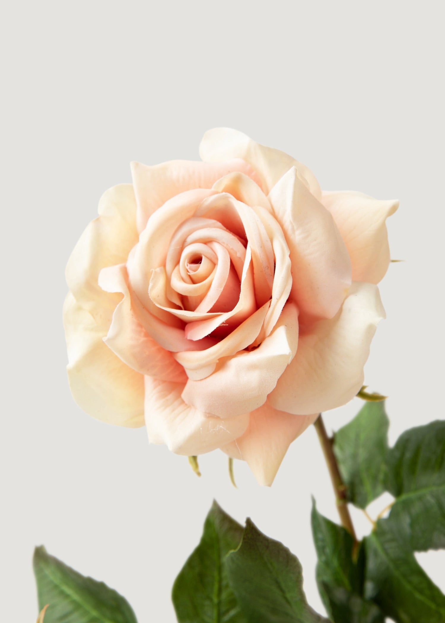 Real Touch Artificial Duchess Rose in Peach Dust- 20