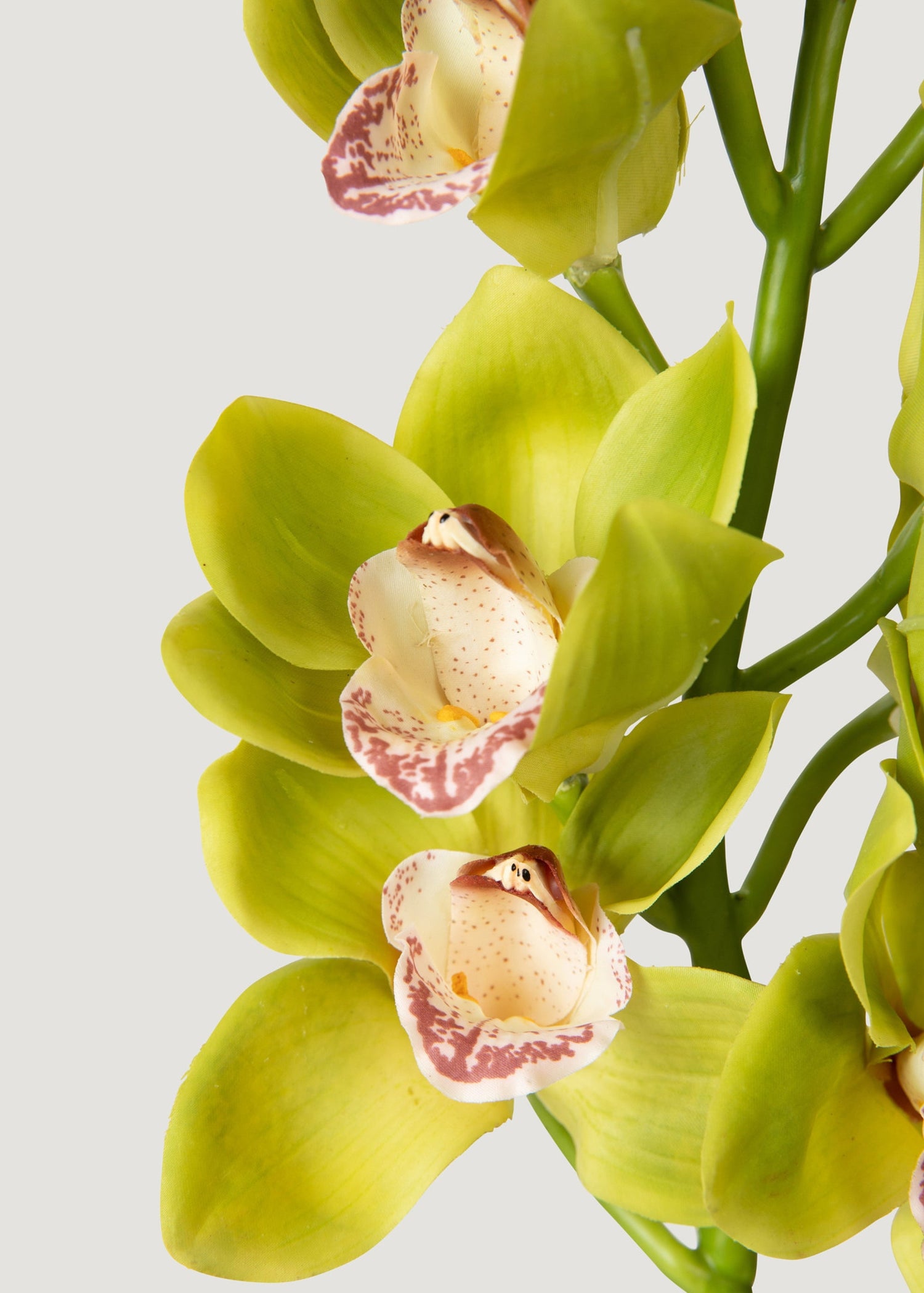Green Burgundy Faux Cymbidium Orchids - 28.5