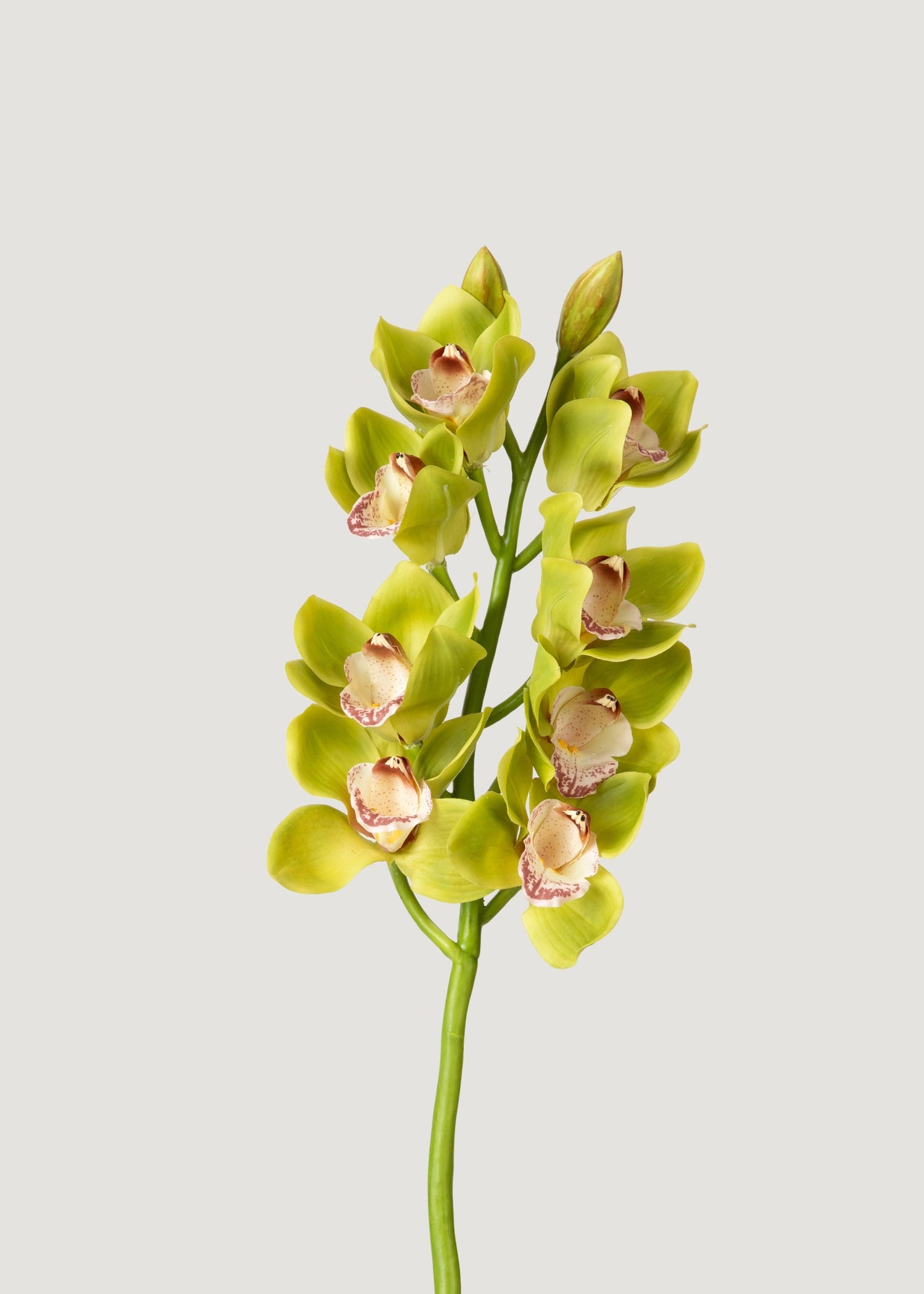 Green Burgundy Faux Cymbidium Orchids - 28.5