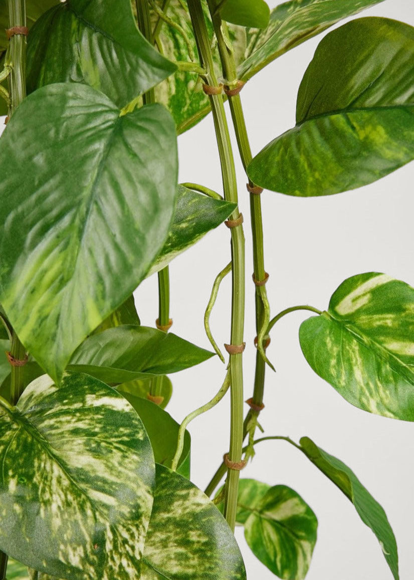 Natural Touch Pothos Artificial Plant - 48