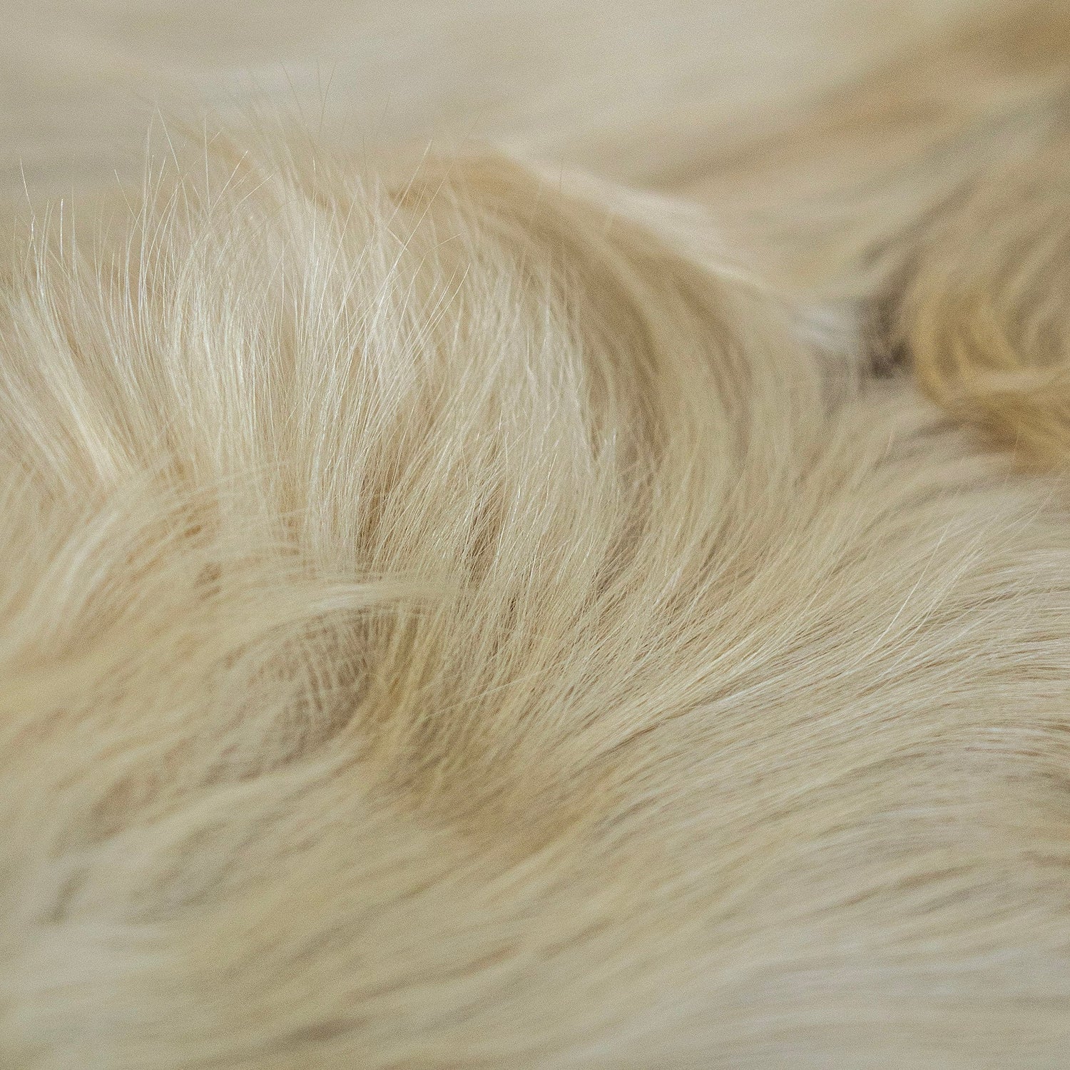 Champagne Brazilian Cowhide Rug: XL