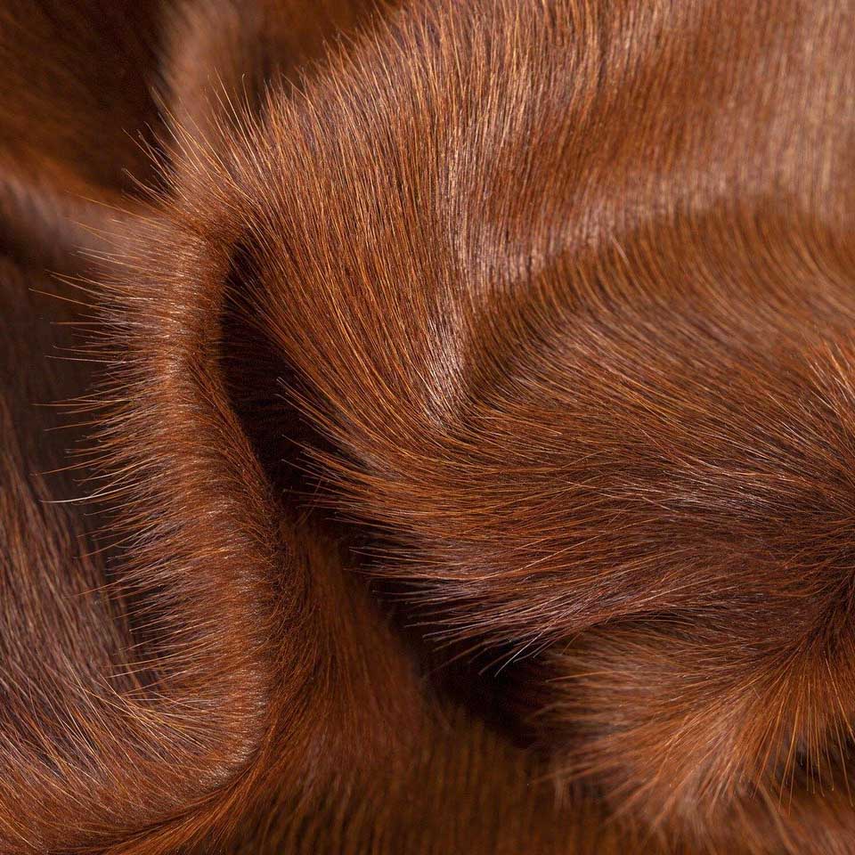 Dark Brown Brazilian Cowhide Rug: LARGE