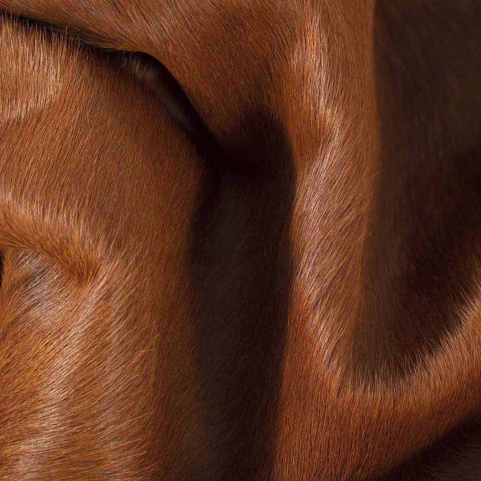 Dark Brown Brazilian Cowhide Rug: LARGE