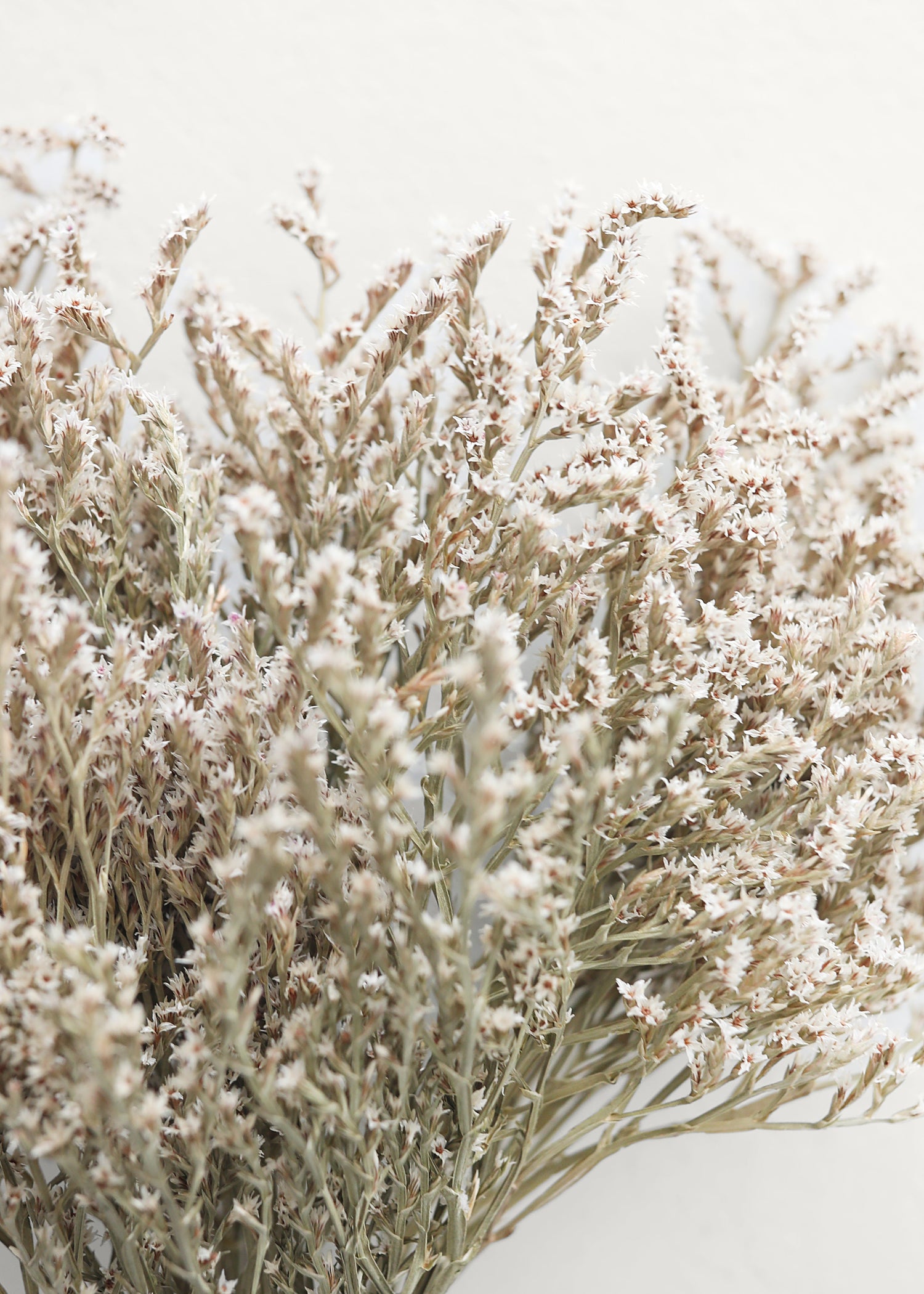 Dried Flower German Statice Bundles - 10-13