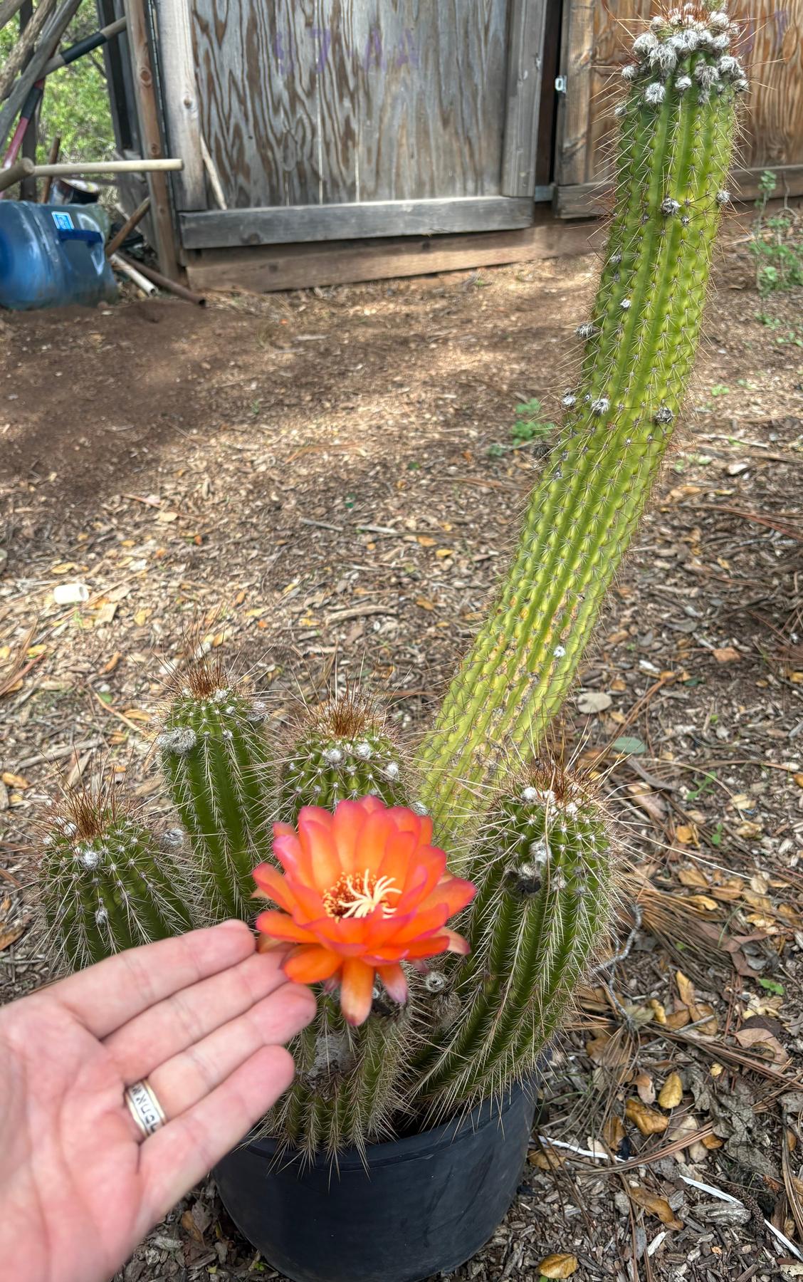 #EC248 EXACT Trichocereus Echinopsis Cherry Red Cactus Cutting 6”
