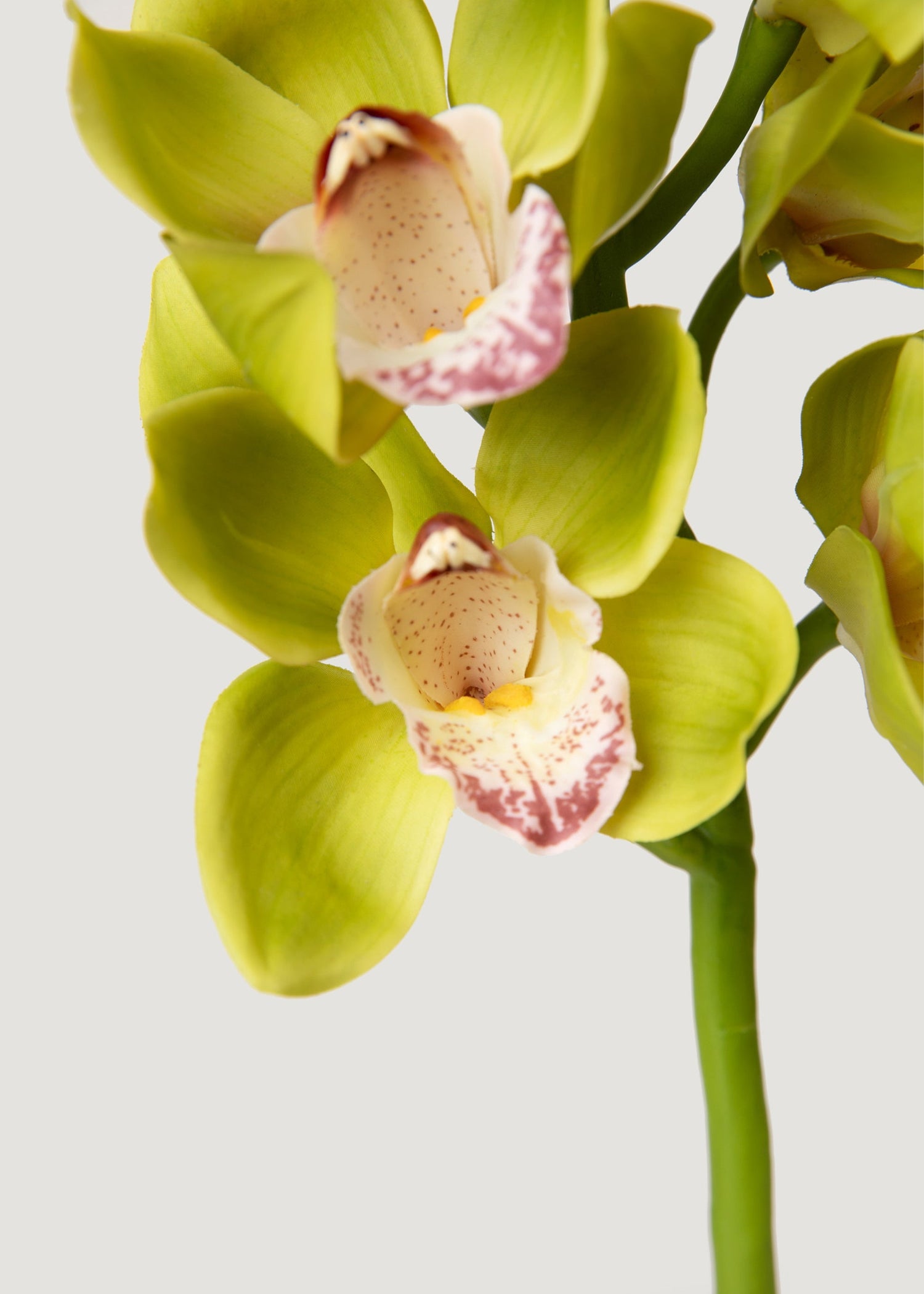 Green Burgundy Faux Cymbidium Orchids - 28.5