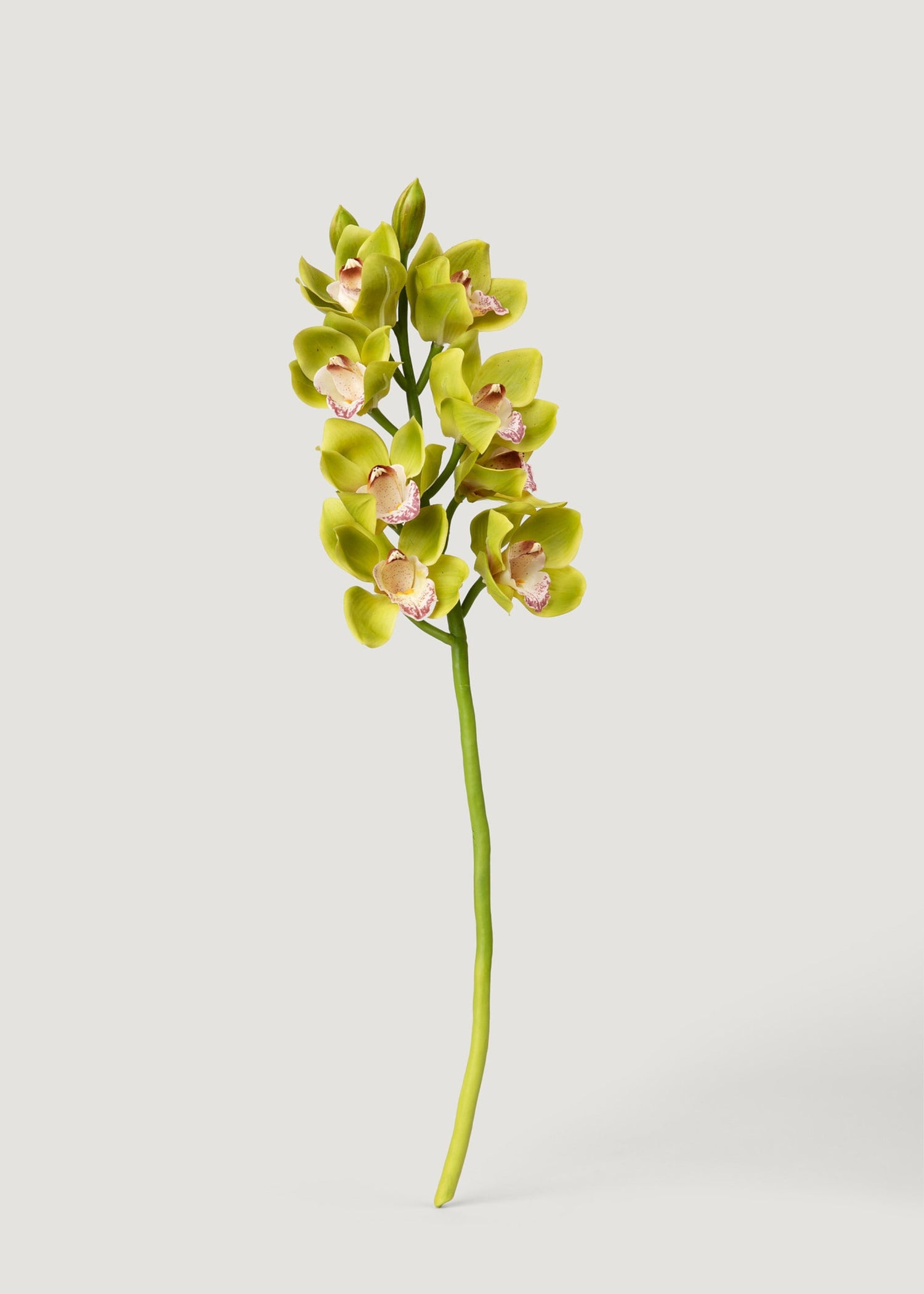 Green Burgundy Faux Cymbidium Orchids - 28.5