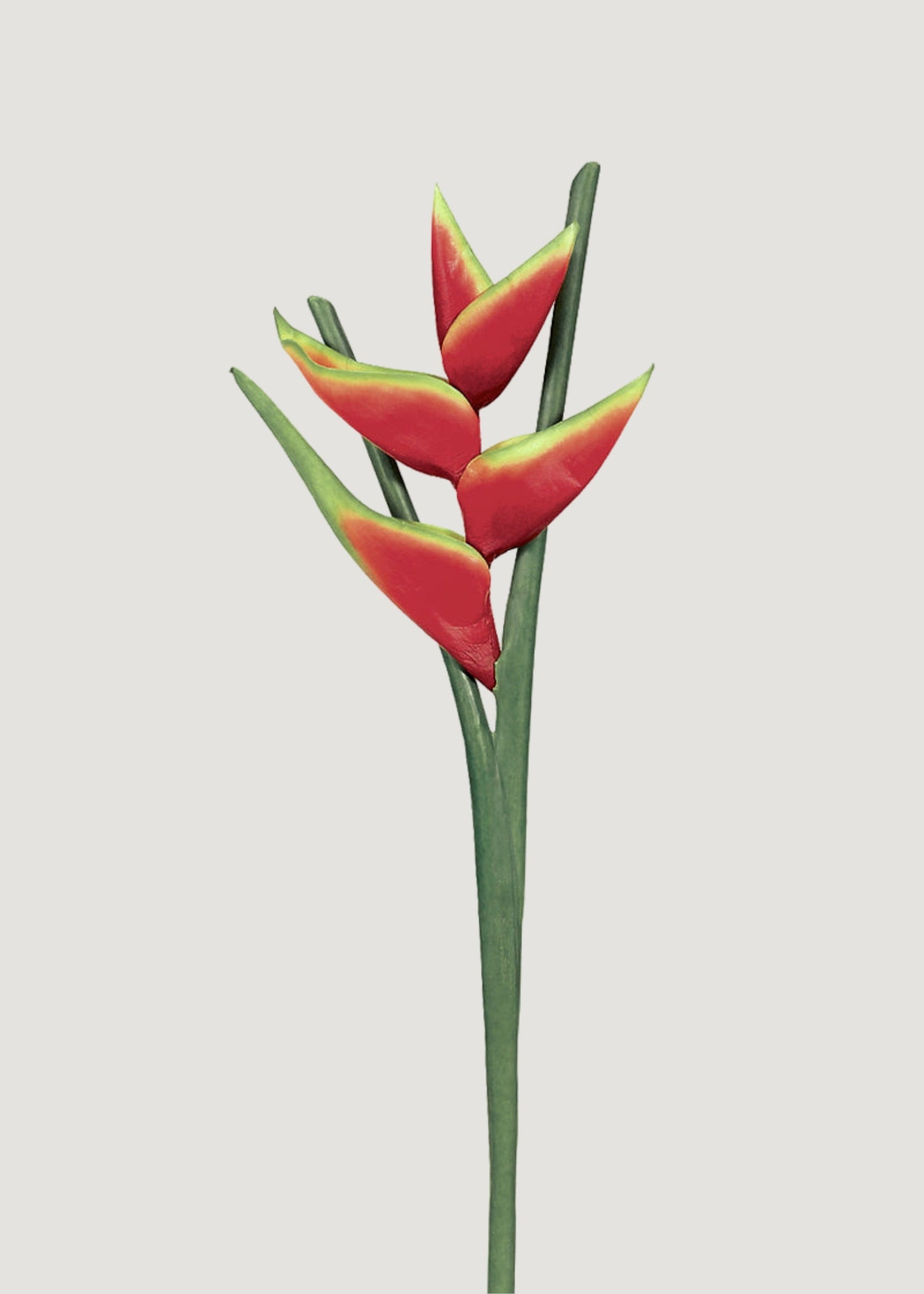 Fake Red Hawaiian Heliconia Tropical Flower - 34