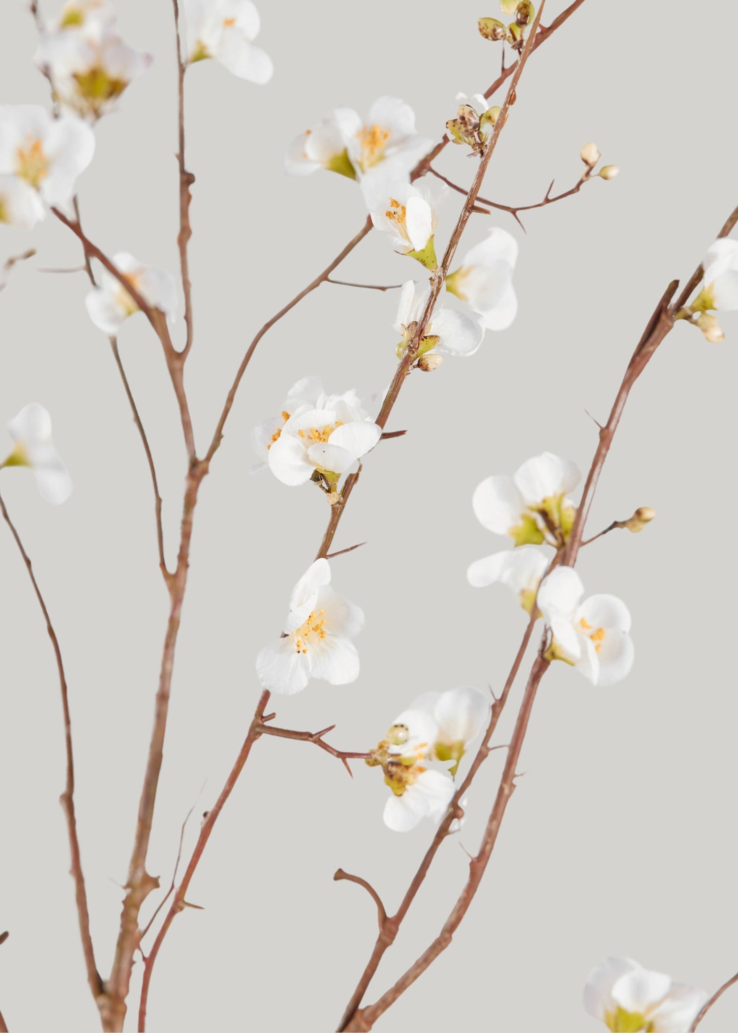 SAVE - Faux Quince Blossom Branch in Cream - 54