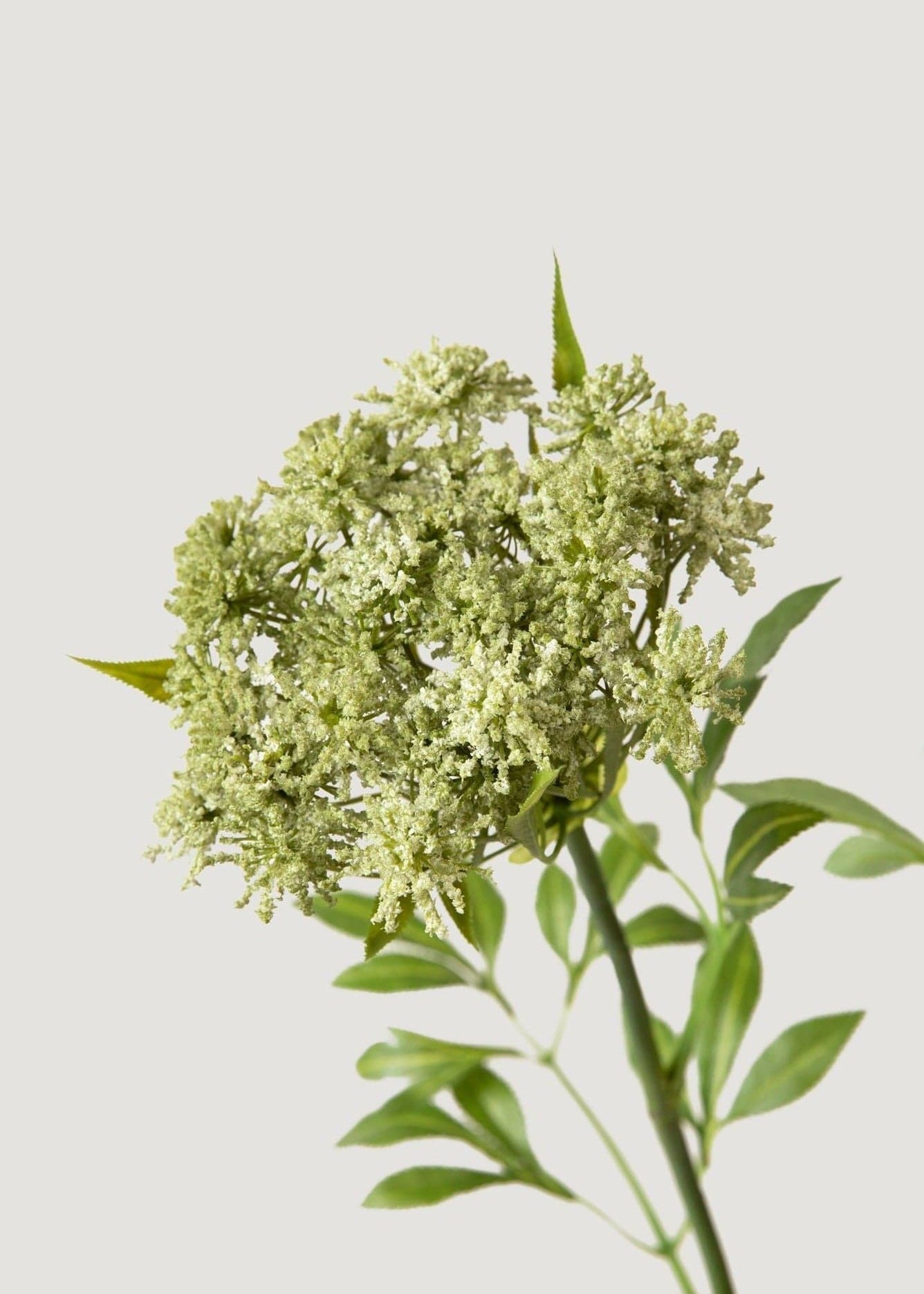 Faux Queen Anne's Lace Wildflowers - 36