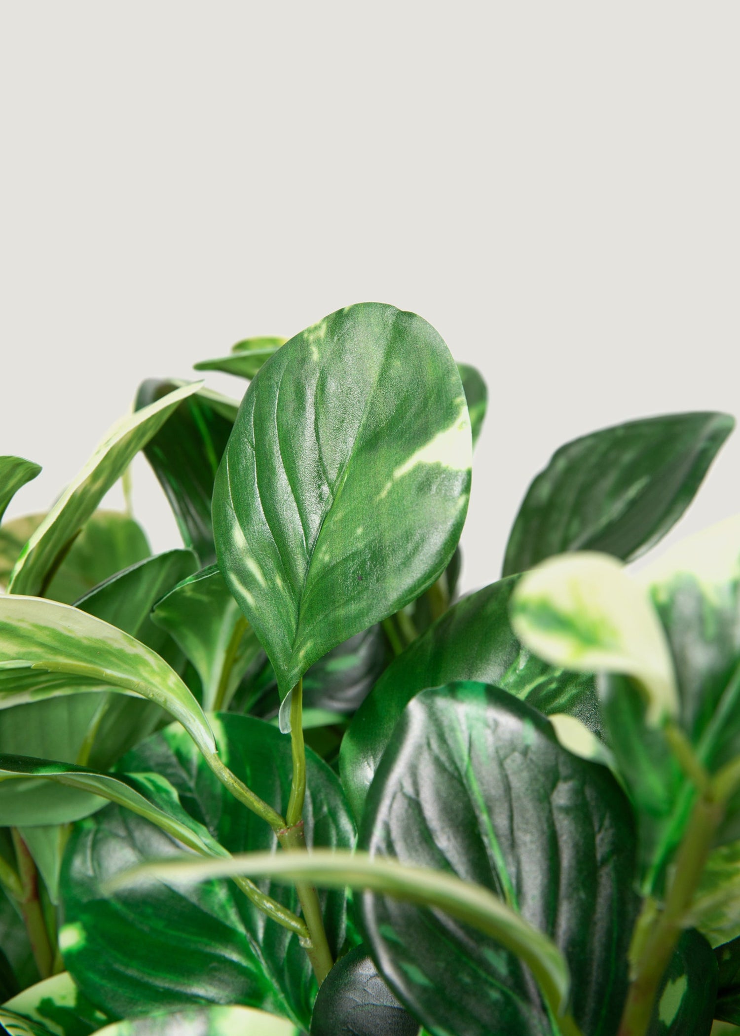 Small Artificial Peperomia Plant in Variegated Green - 16