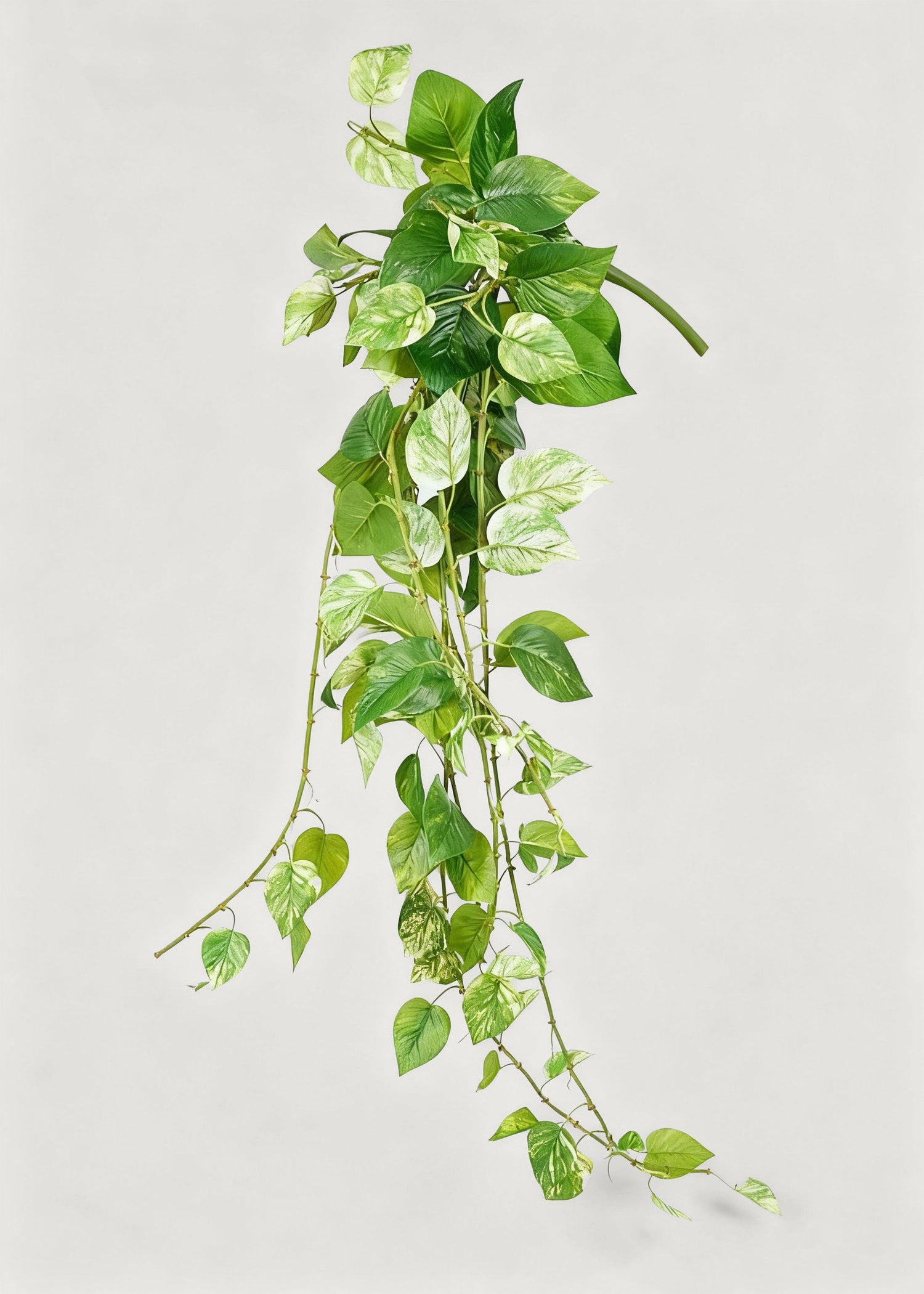 Natural Touch Pothos Artificial Plant - 48