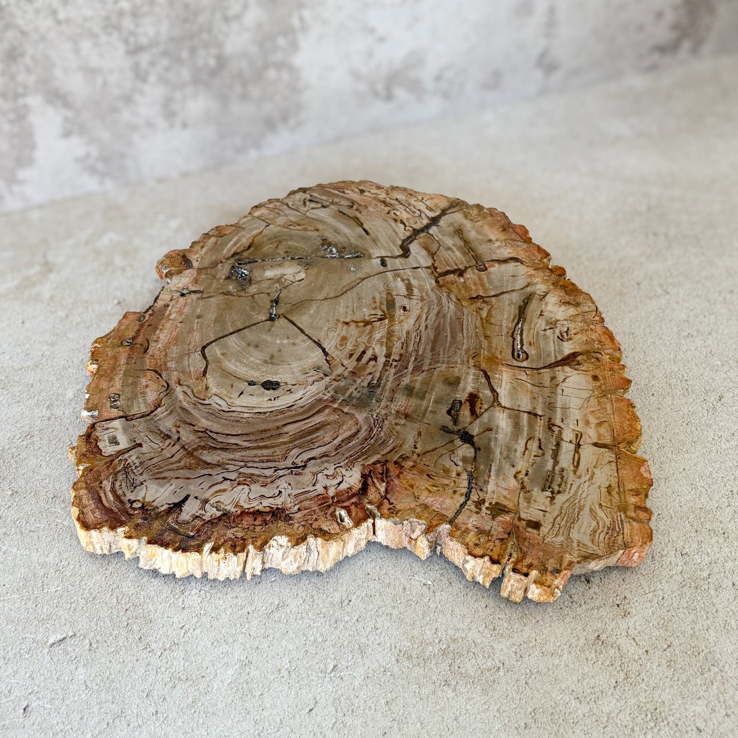 Natural Edge Petrified Wood Serving Board