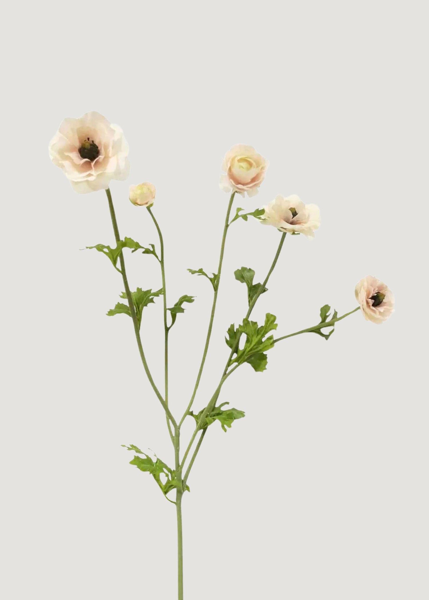 SAVE - Light Cream Faux Ranunculus Flowers - 37.5