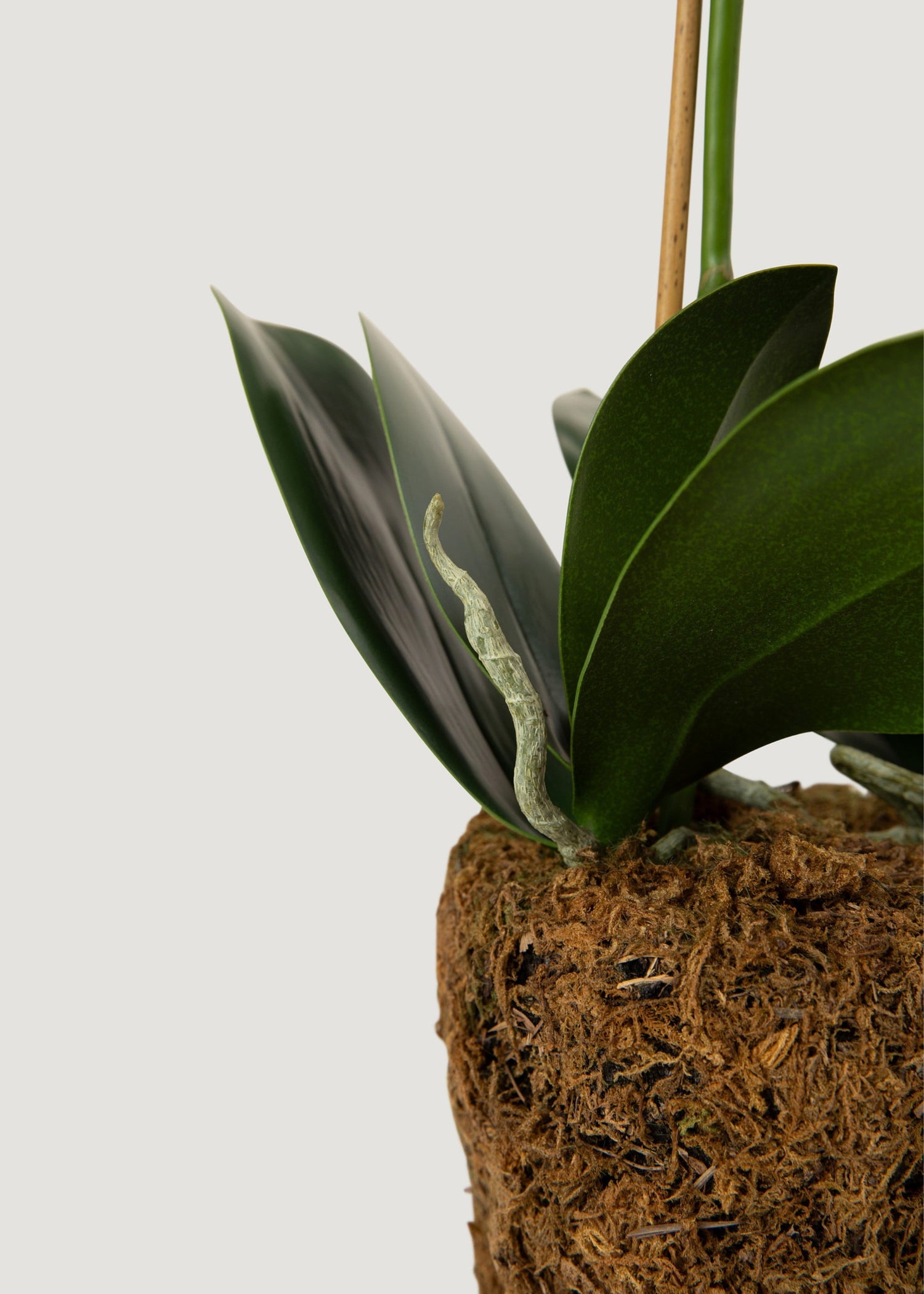 White Artificial Phalaenopsis Orchid Drop-In Plant - 23