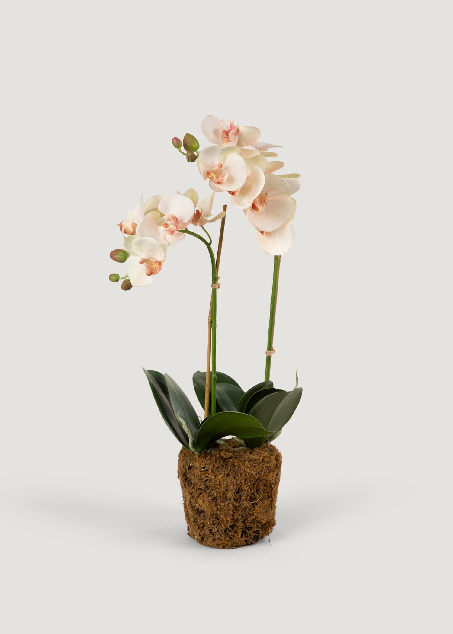 Faux Blush Phalaenopsis Orchid Drop-In Plant - 23
