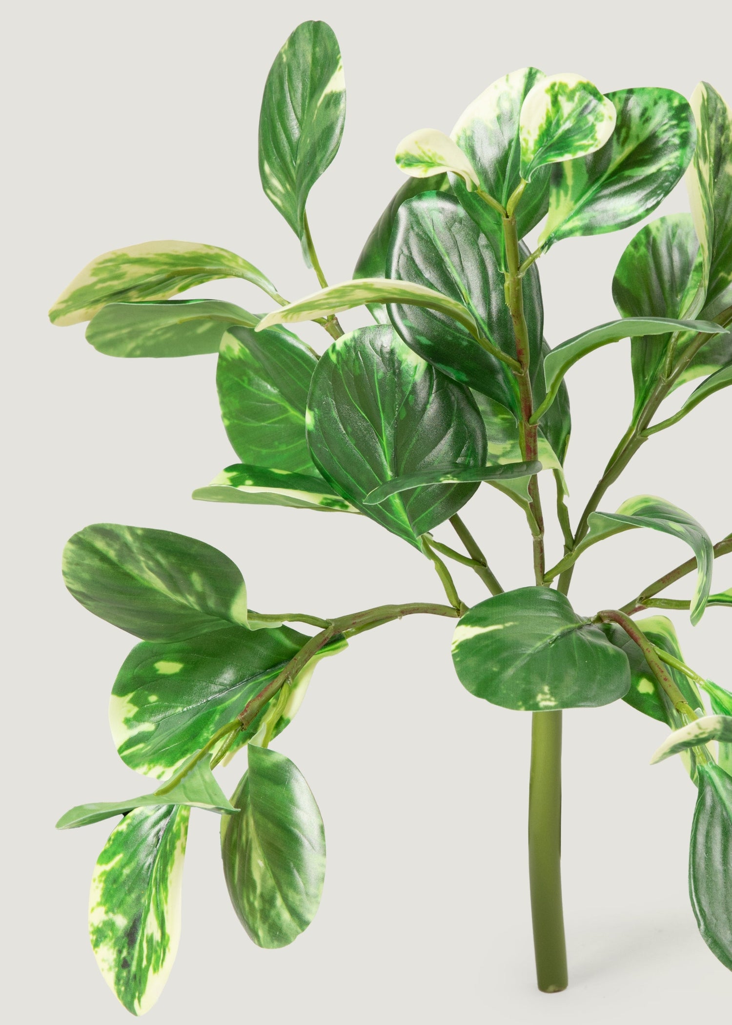 Small Artificial Peperomia Plant in Variegated Green - 16