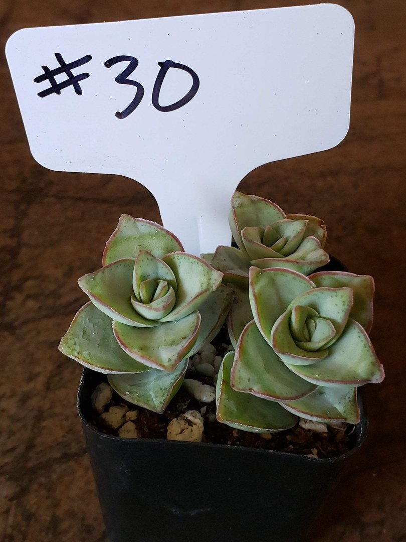 #30 Crassula Perforata String of Buttons