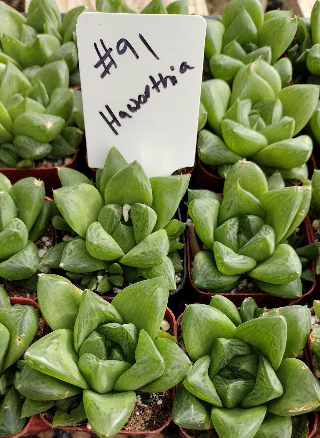#91 Haworthia