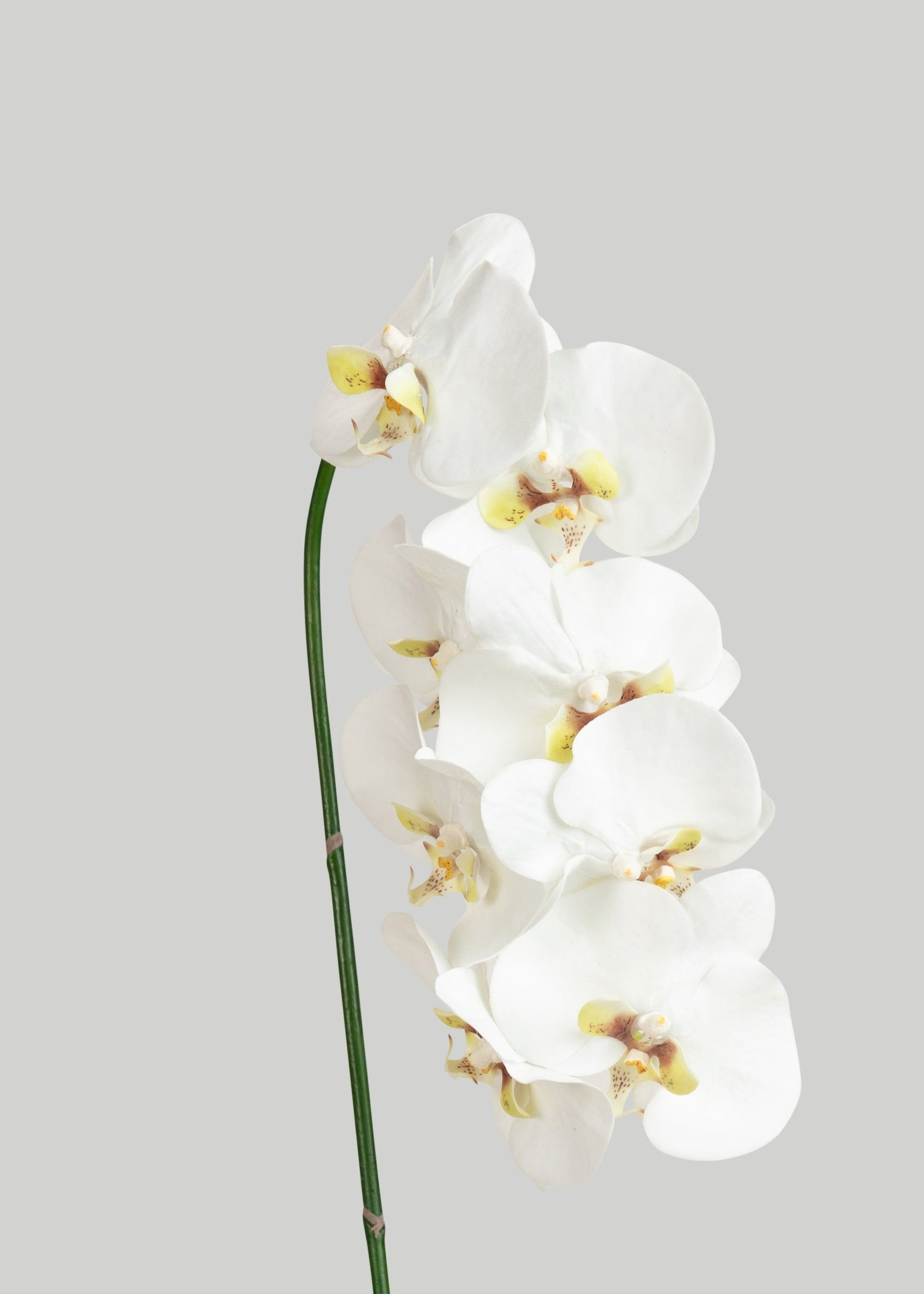 Faux White Blooming Phalaenopsis Orchids - 40