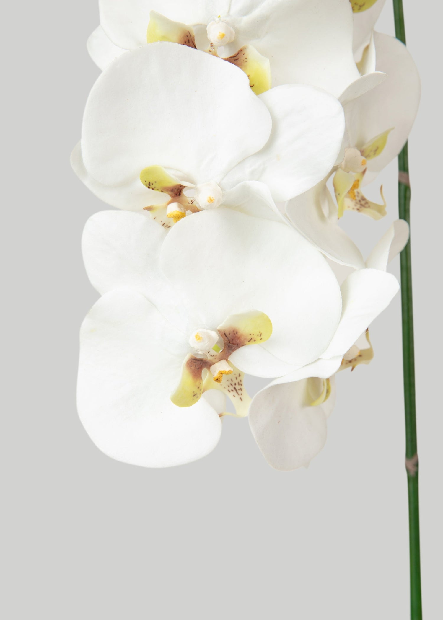 Faux White Blooming Phalaenopsis Orchids - 40