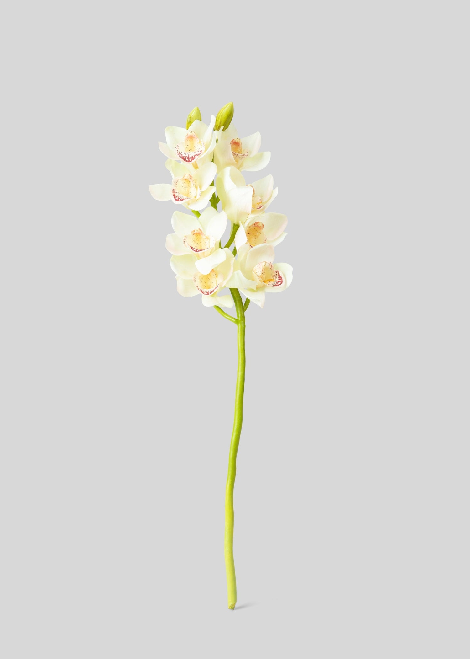 Cream and Burgundy Artificial Cymbidium Orchids - 28.5