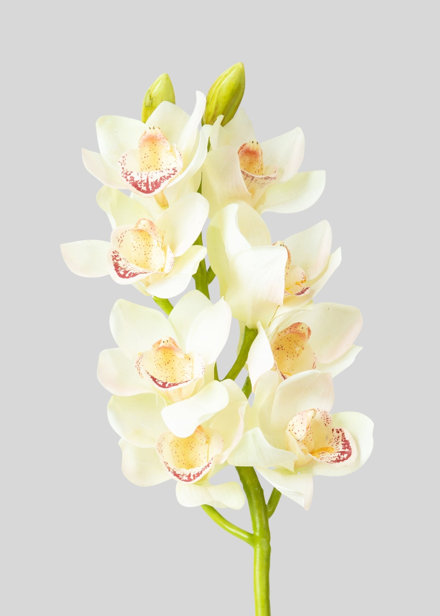 Cream and Burgundy Artificial Cymbidium Orchids - 28.5