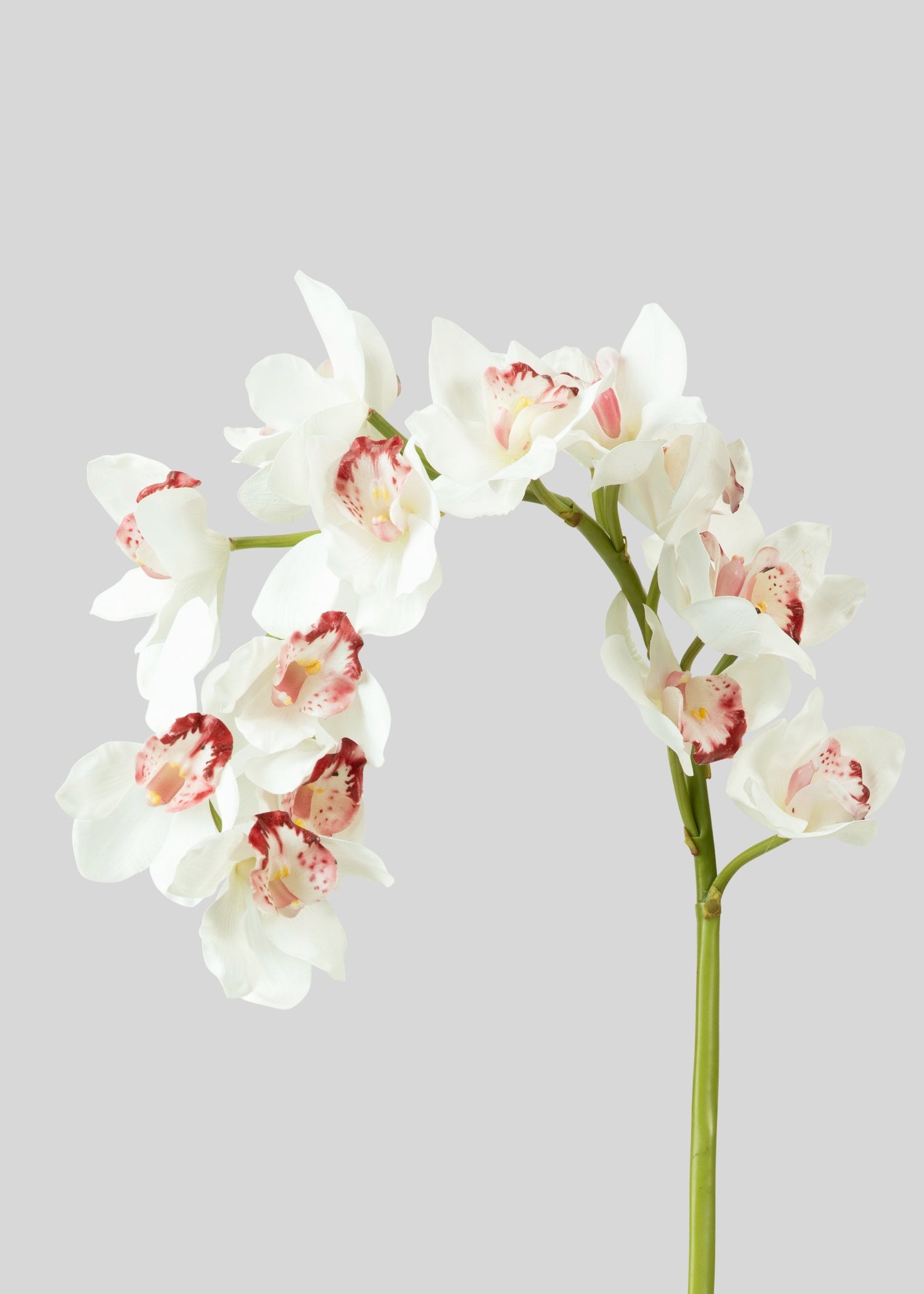 Large Natural Touch Cymbidium Orchid in White - 45