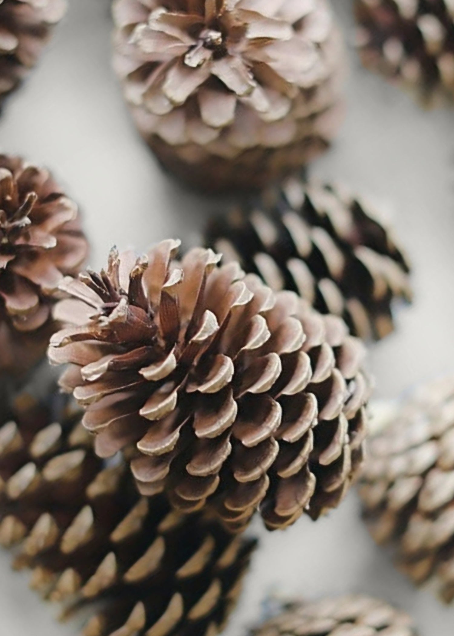 Box of 100 Natural Pine Cones - 2-6