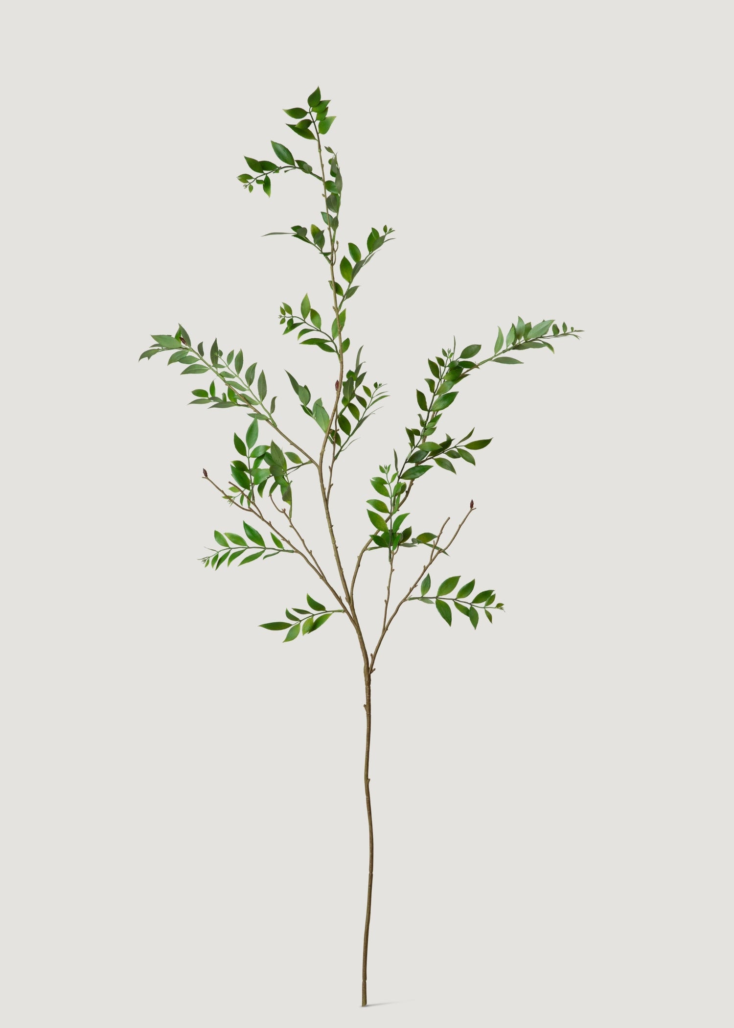 Tall Artificial Broadleaf Podocarpus Branch - 55