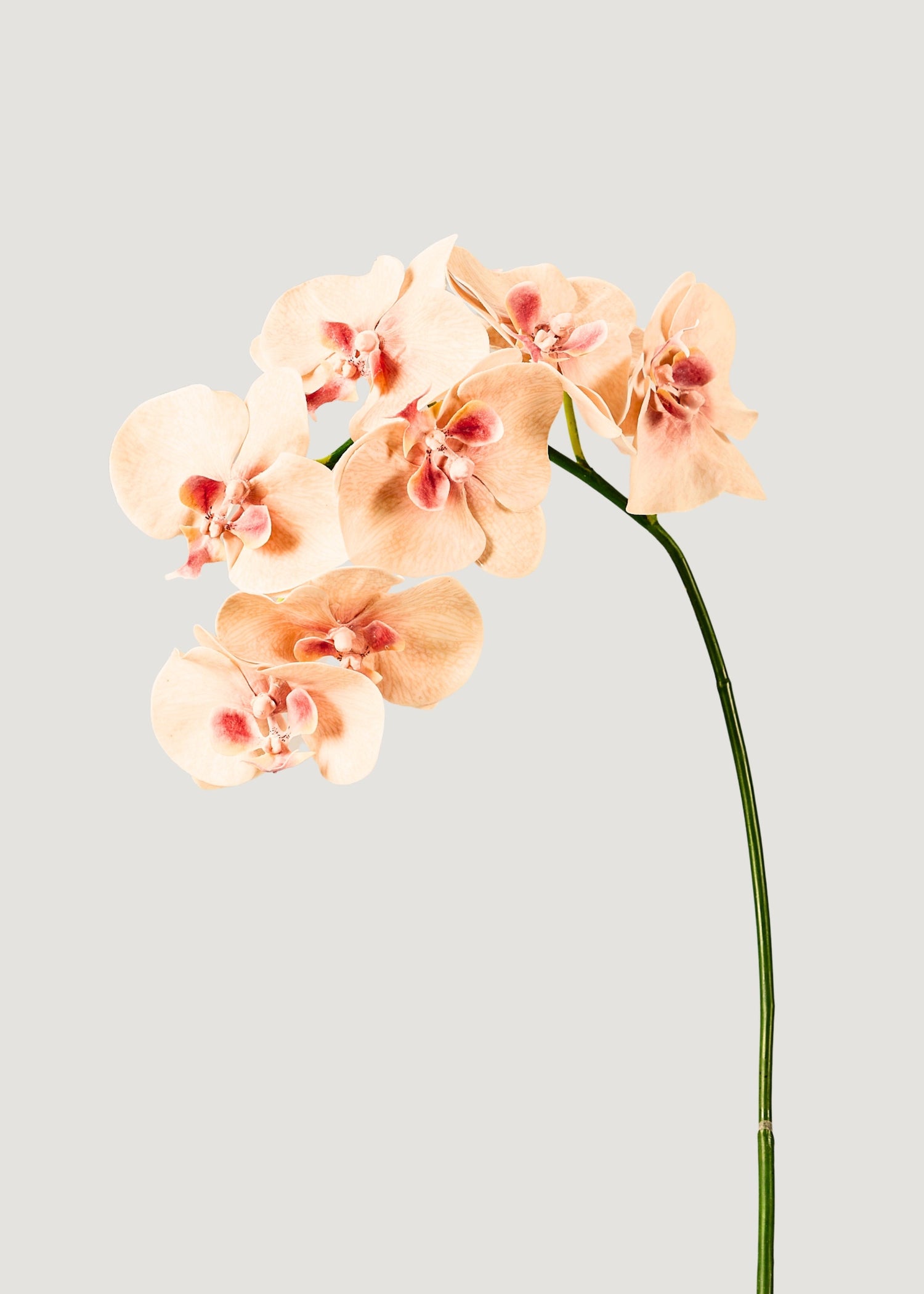 Fake Blooming Phalaenopsis Orchids in Peach Pink - 40