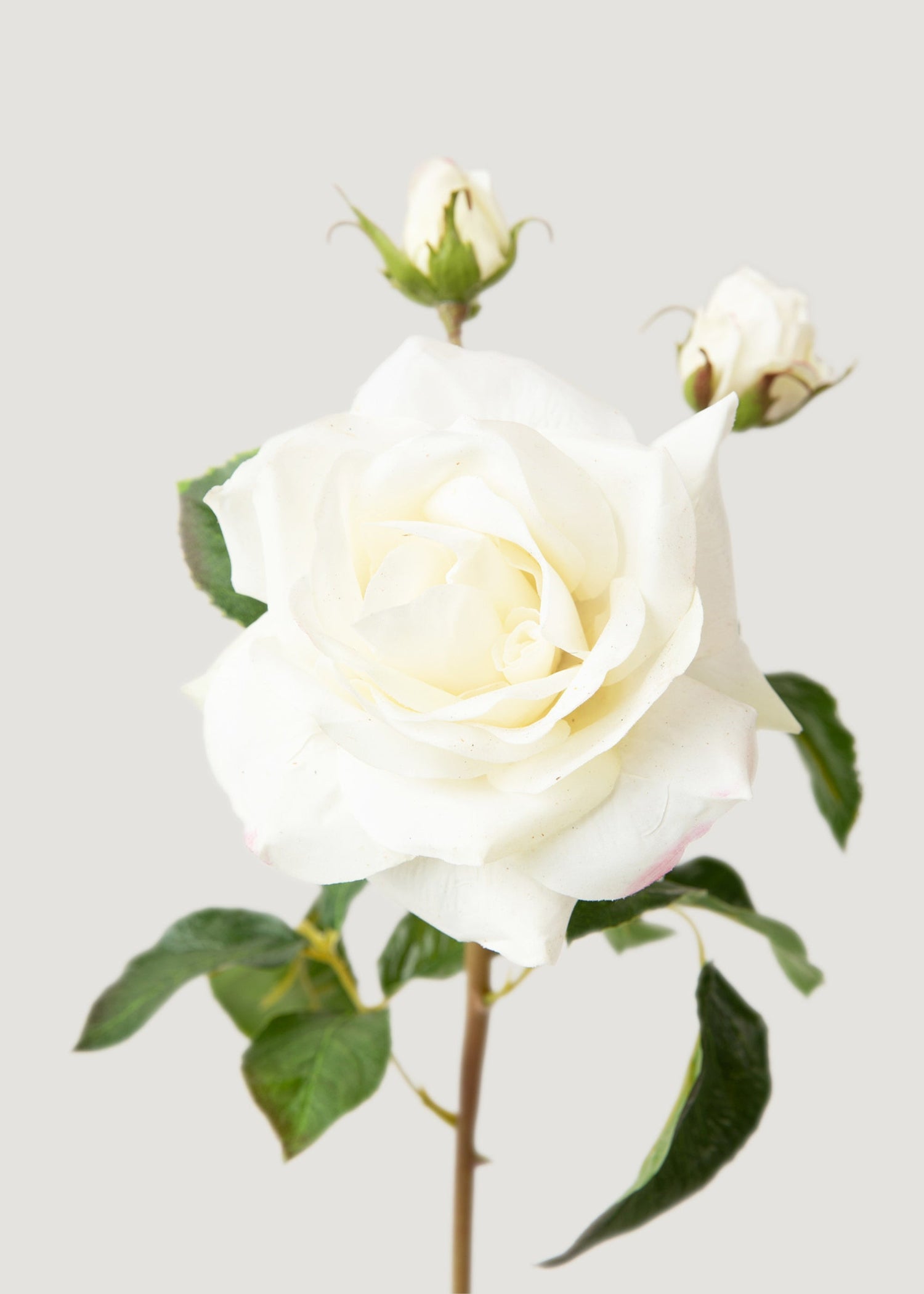 SAVE - Cream White Real Touch Juliet English Rose - 22
