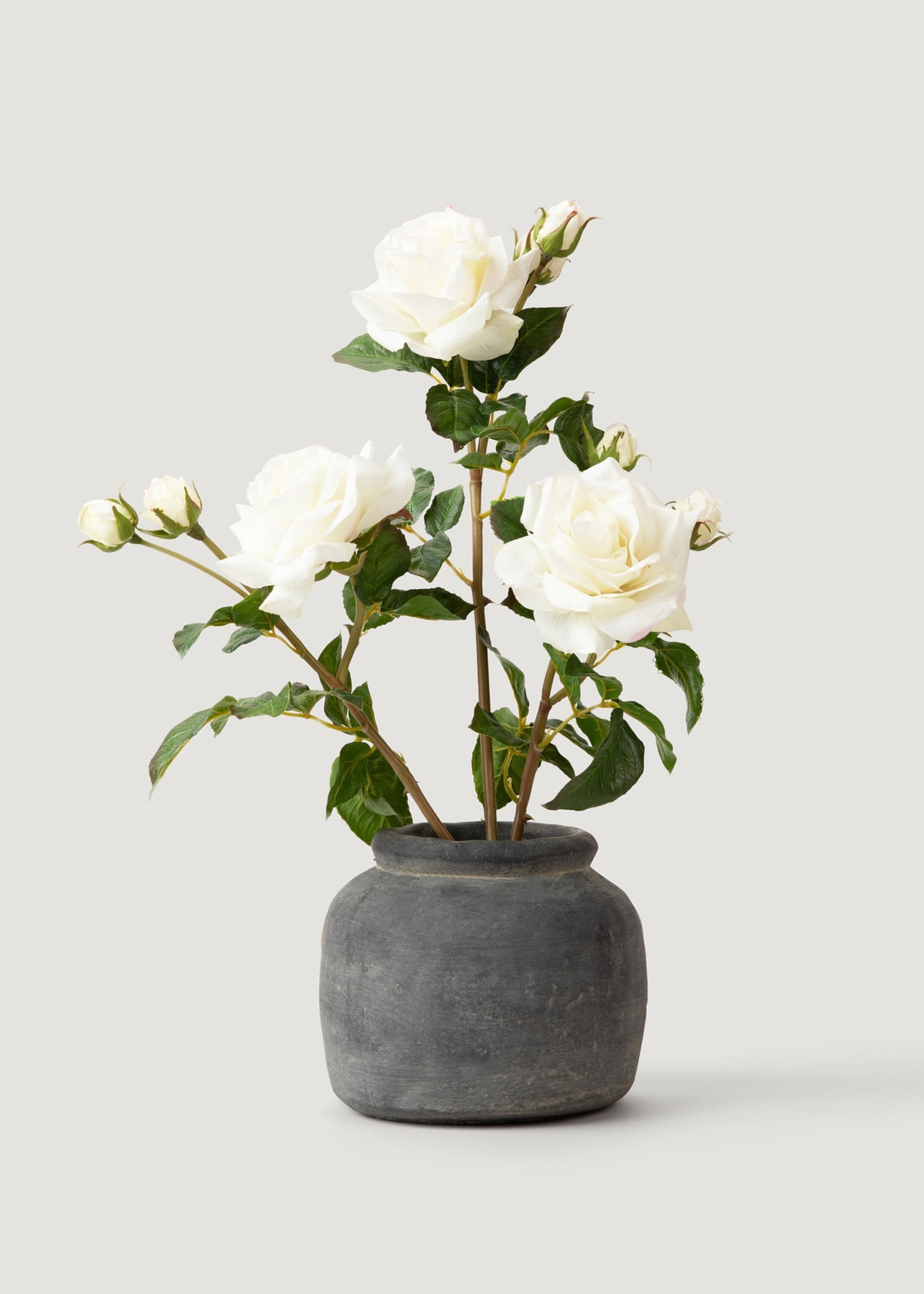SAVE - Cream White Real Touch Juliet English Rose - 22