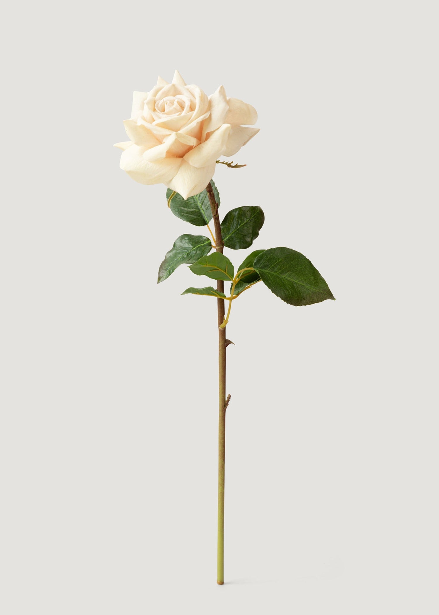 Beige Real Touch Duchess Rose Fake Flower - 20