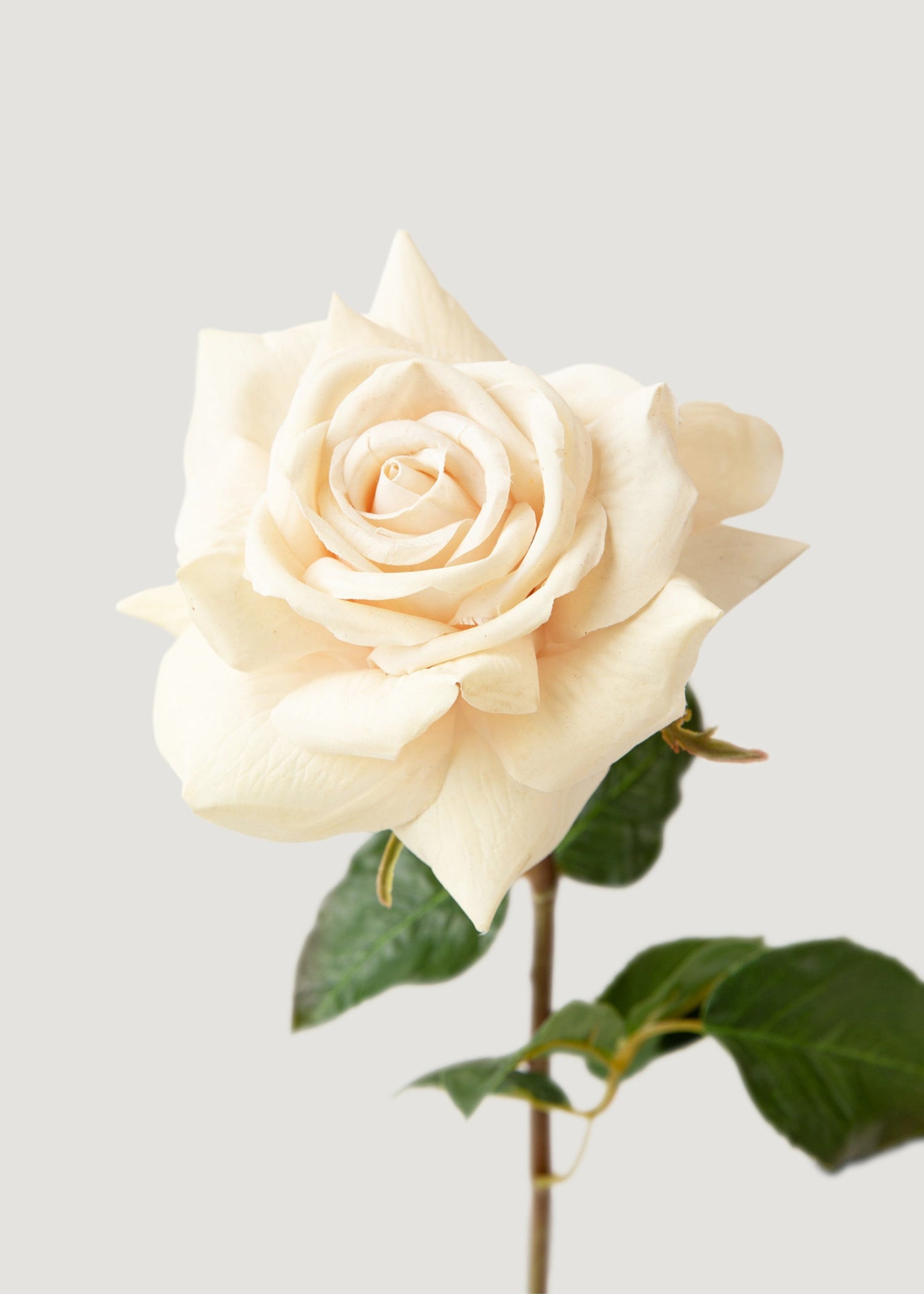 Beige Real Touch Duchess Rose Fake Flower - 20