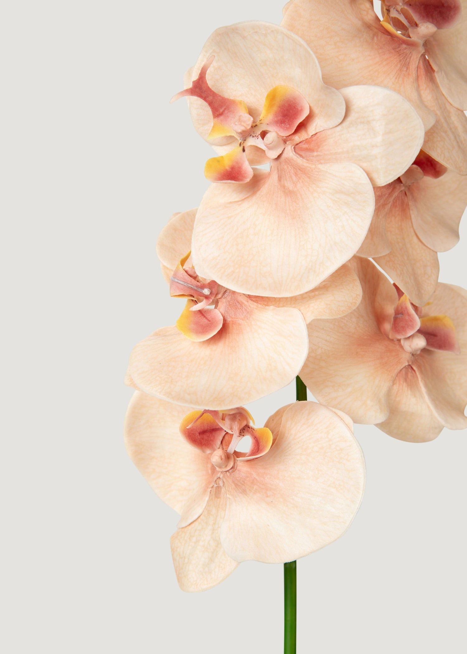 Fake Blooming Phalaenopsis Orchids in Peach Pink - 40
