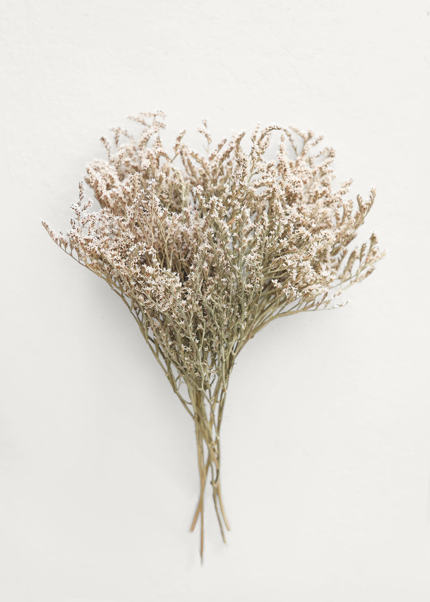 Dried Flower German Statice Bundles - 10-13