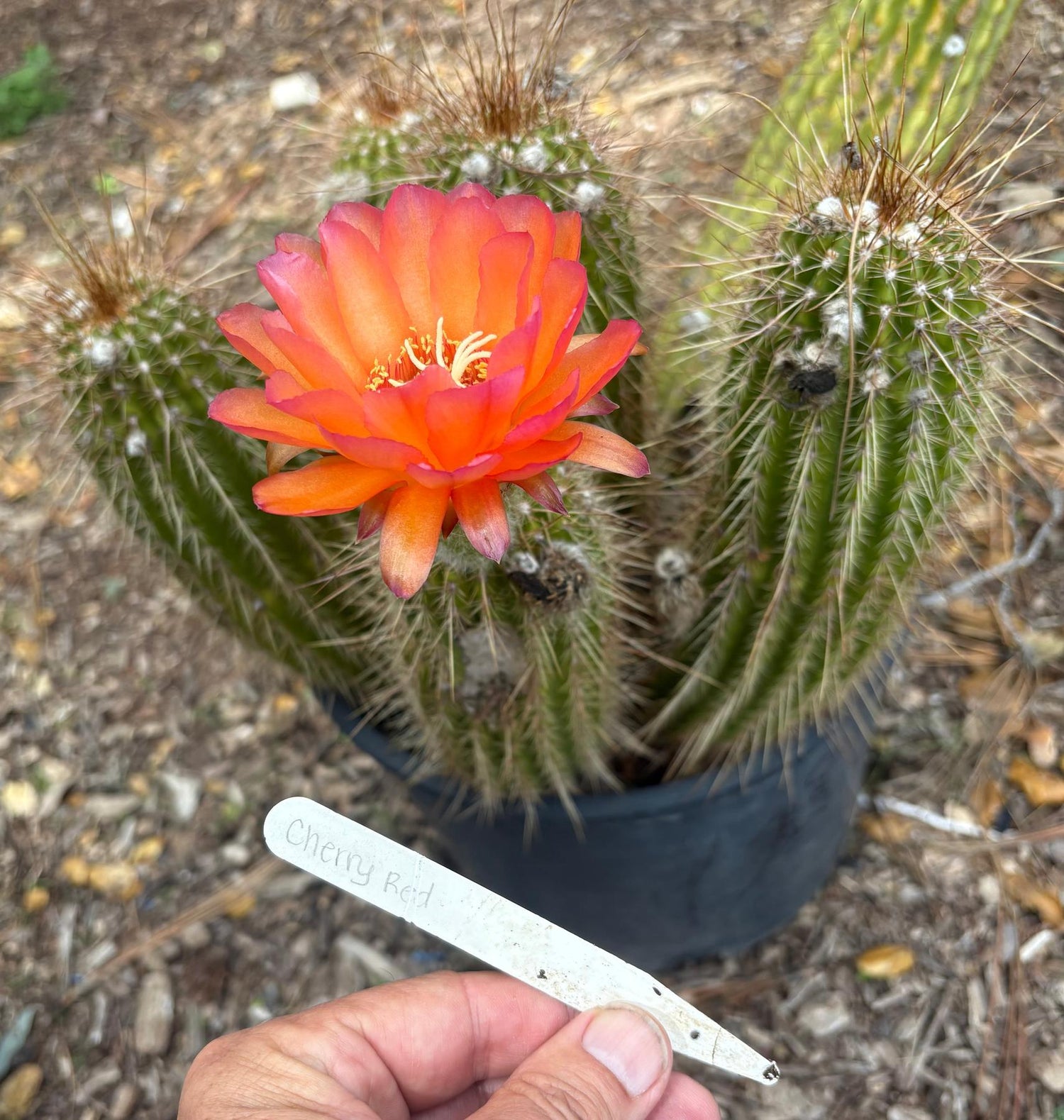 #EC248 EXACT Trichocereus Echinopsis Cherry Red Cactus Cutting 6”